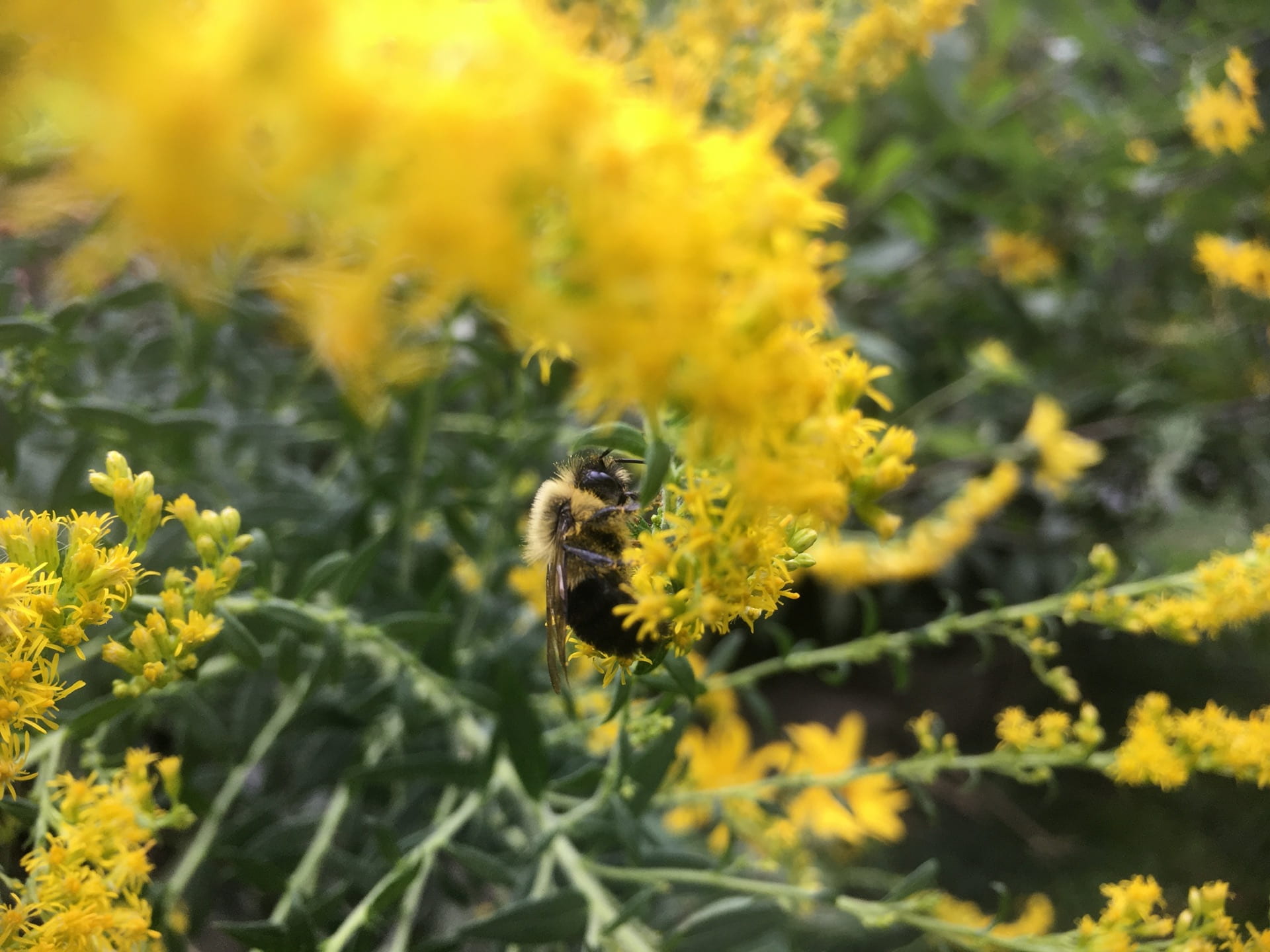 A bumble bee visits Solidago flowers.