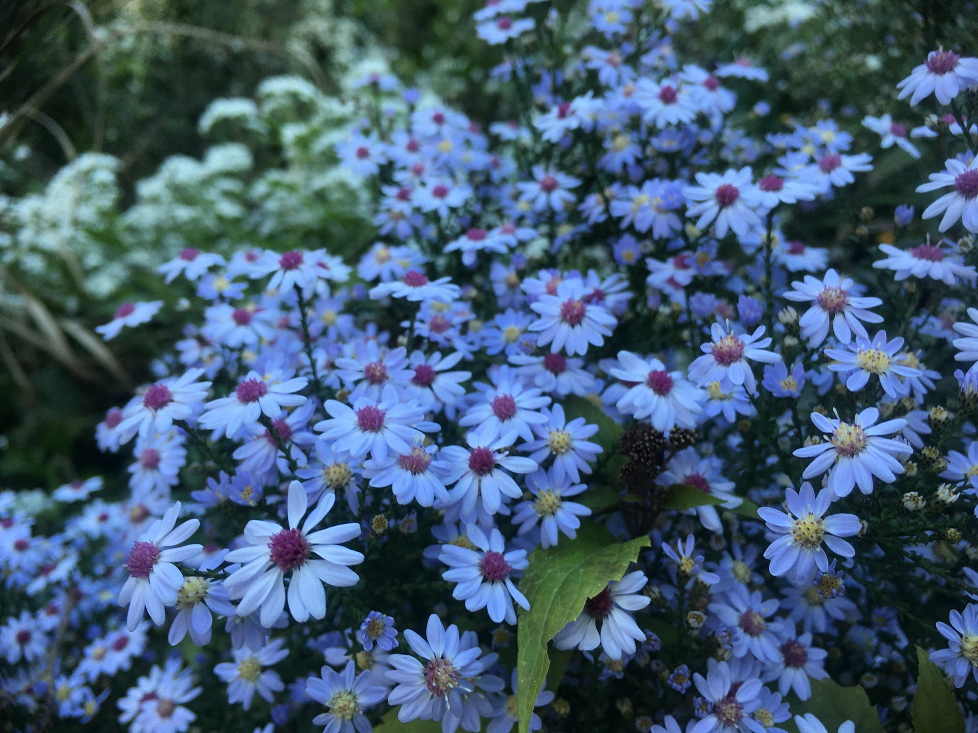 The small flowers of Symphyotrichum cordifolium putting on a show.