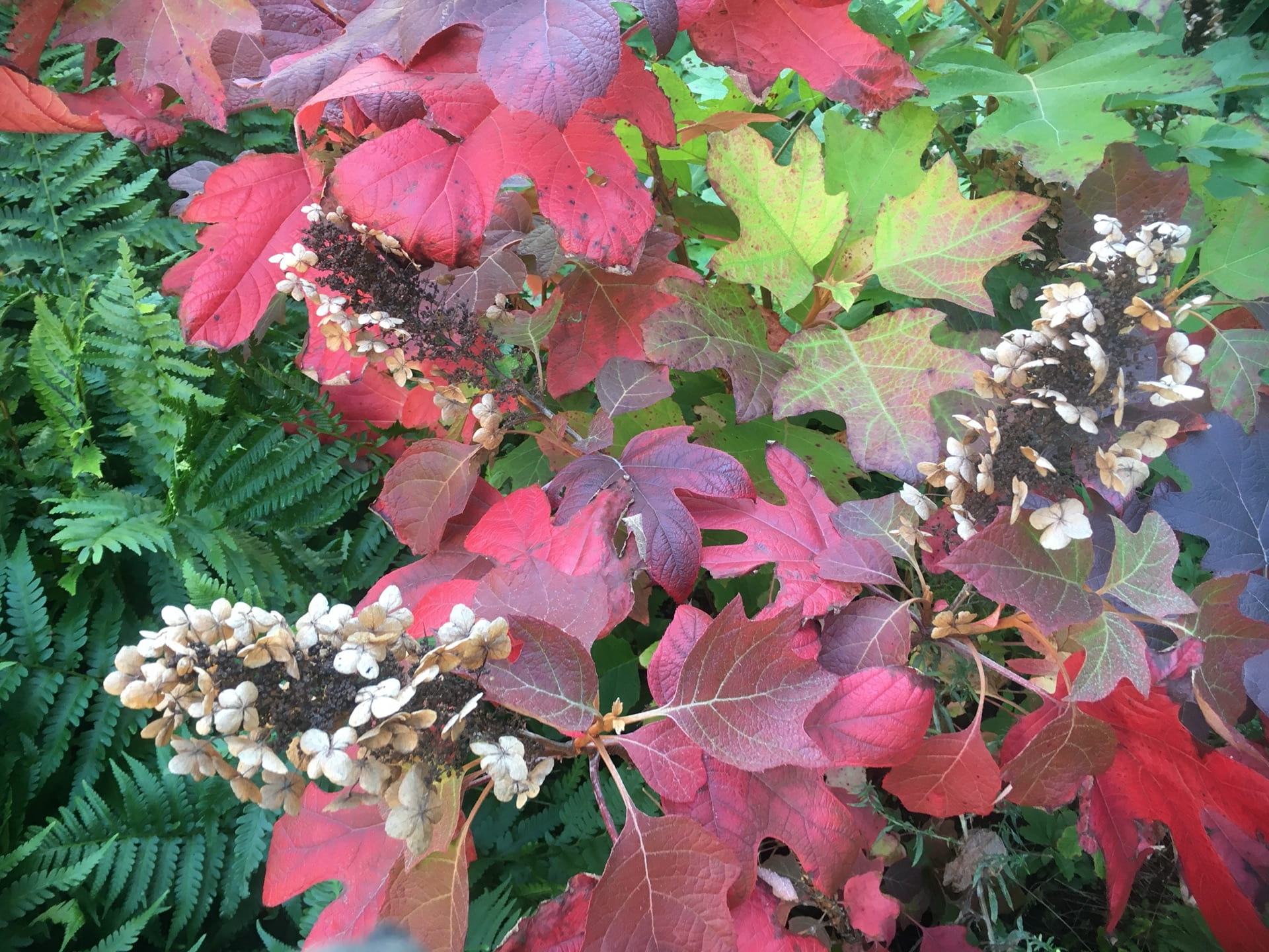The fall color and long lasting flowers of Hydrangea quercifolia makes this native shrub a fall stand out.
