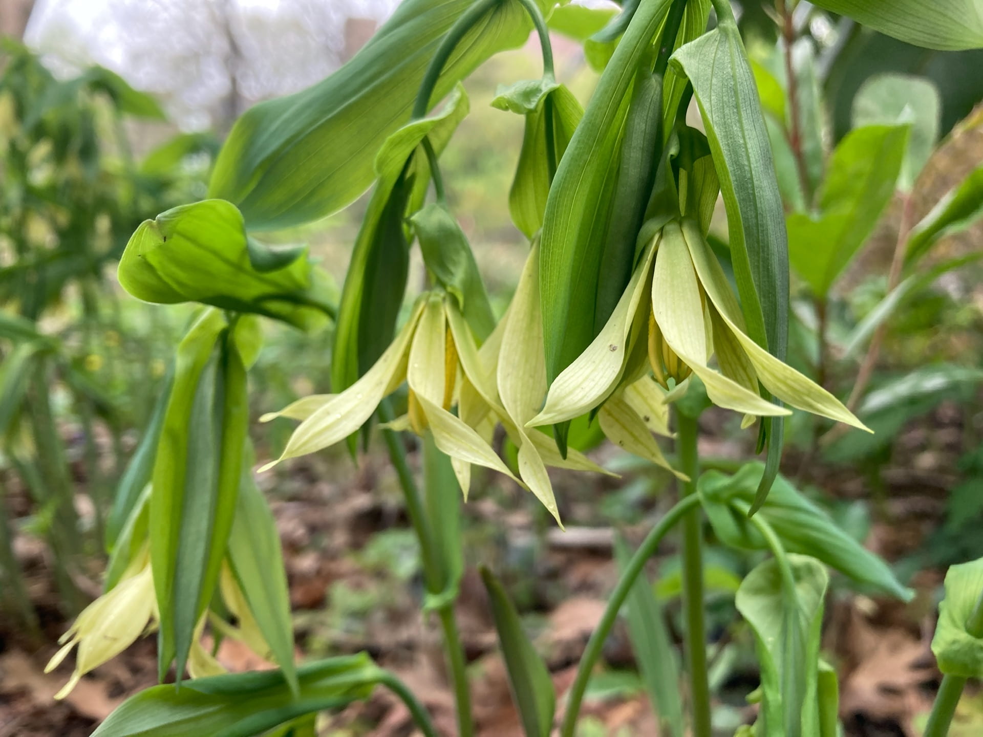 The dynamic, twisting flowers of Uvularia perfoliata hang down from newly emerged stems.