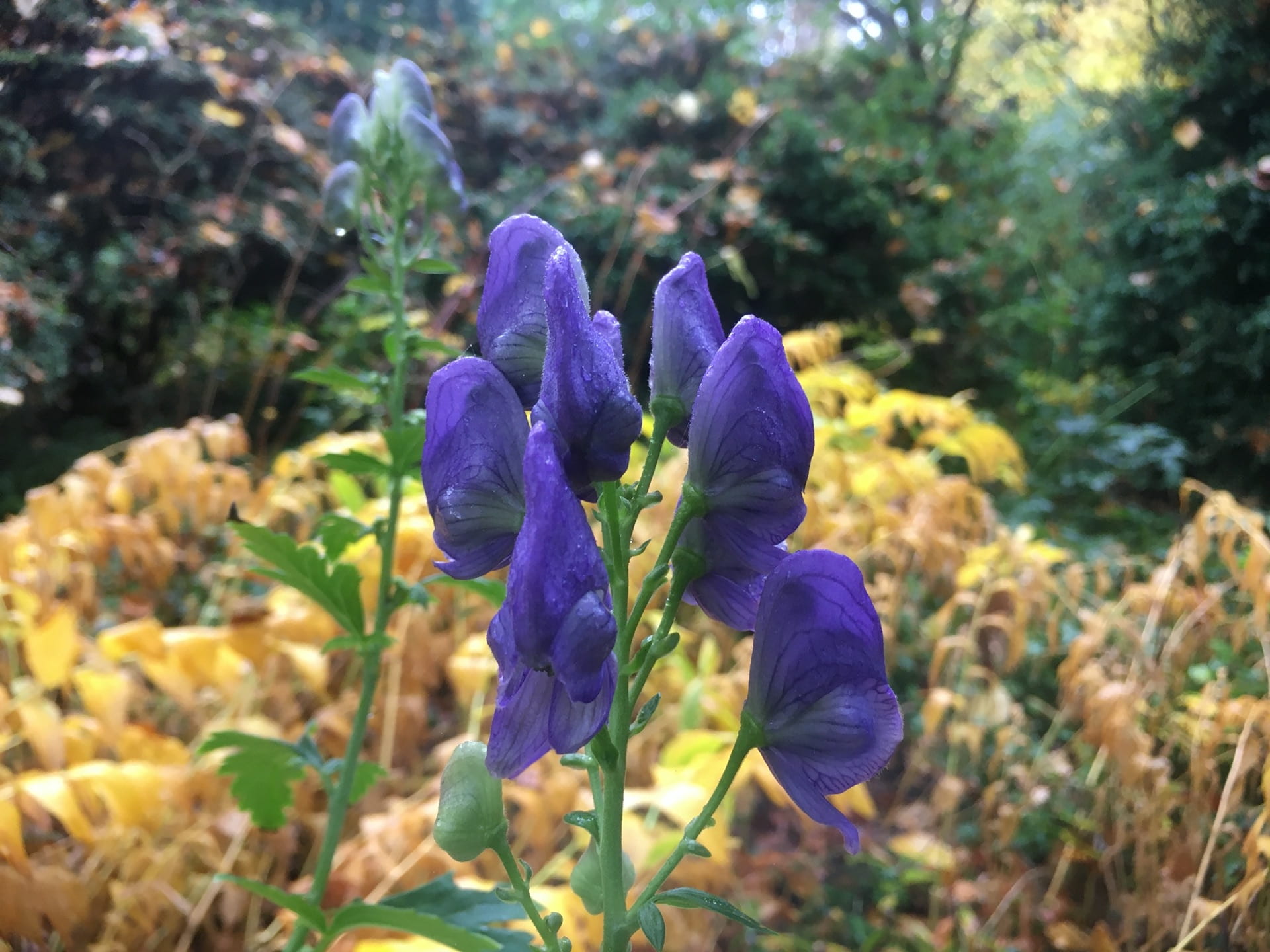 The violet hooded flowers of Aconitum carmichaelii 'Arendsii' stand out amongst the yellow of autumn.