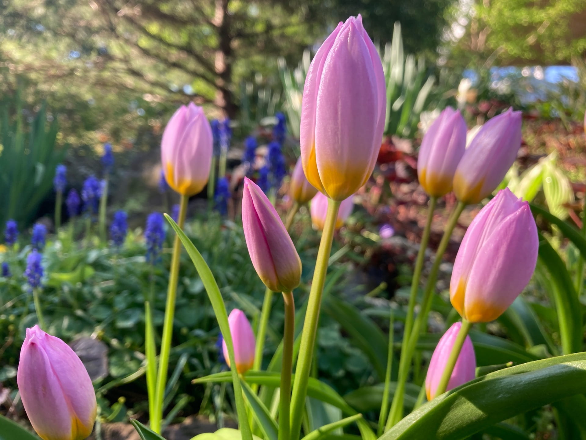 Species tulips, like this Tulipa saxatilis, grow in the Goddard Garden.