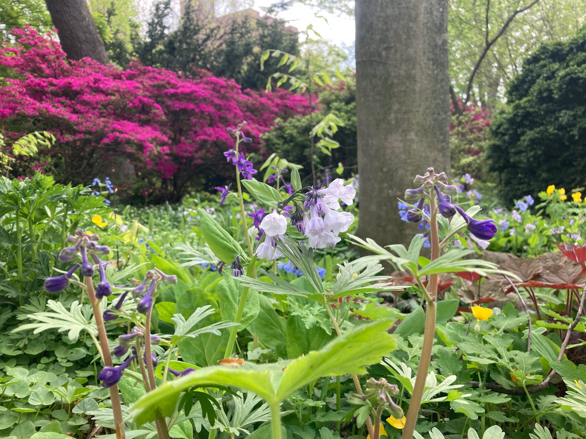 A mixture of native spring blooming plants, Delphinium tricorne, Mertensia virginica, and Stylophorum diphyllum, amongst a backdrop of azaleas.