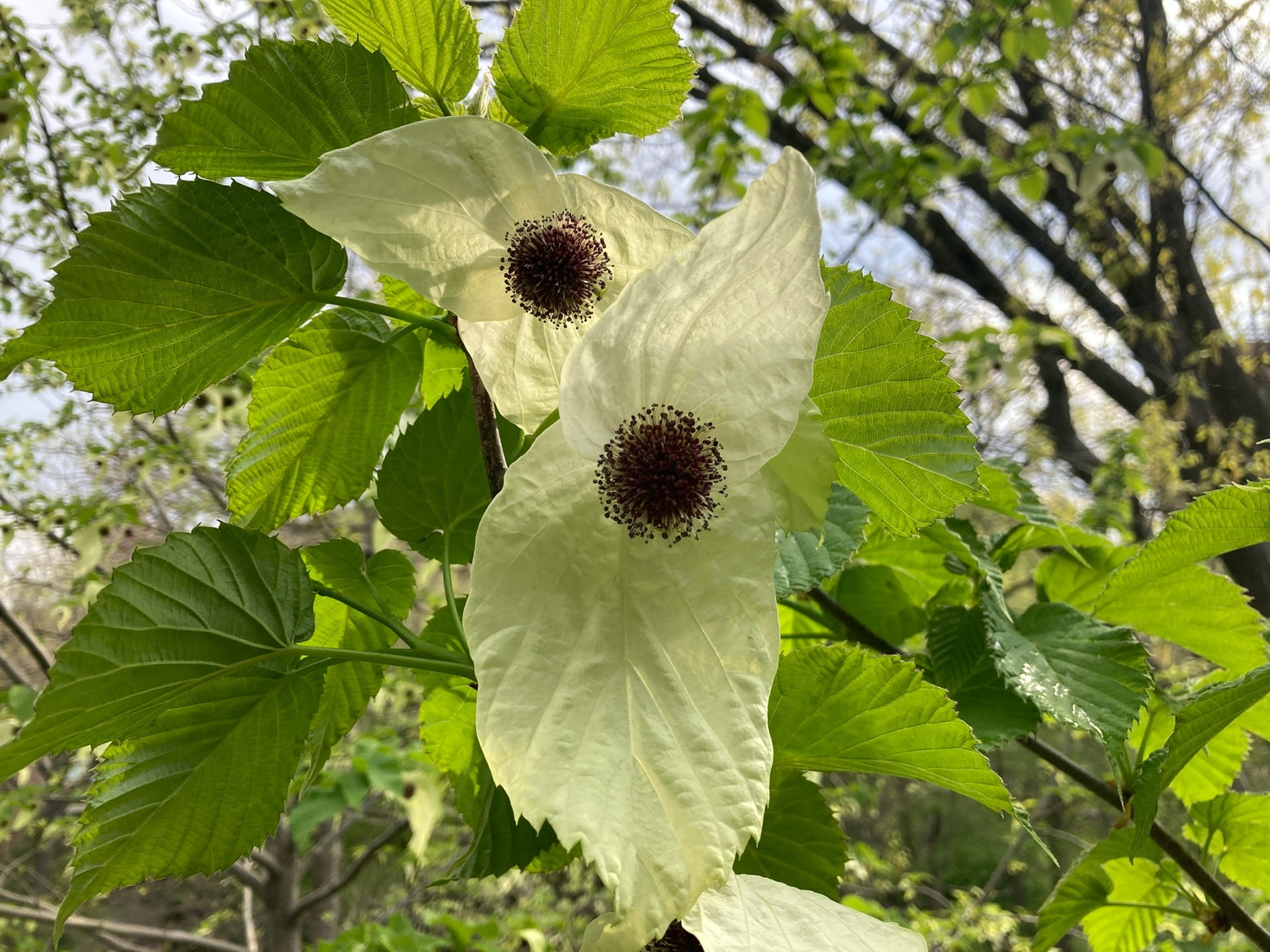 Davidia involucrata (the dove tree) has unique flowers; its white bracts flutter gracefully in the breeze.