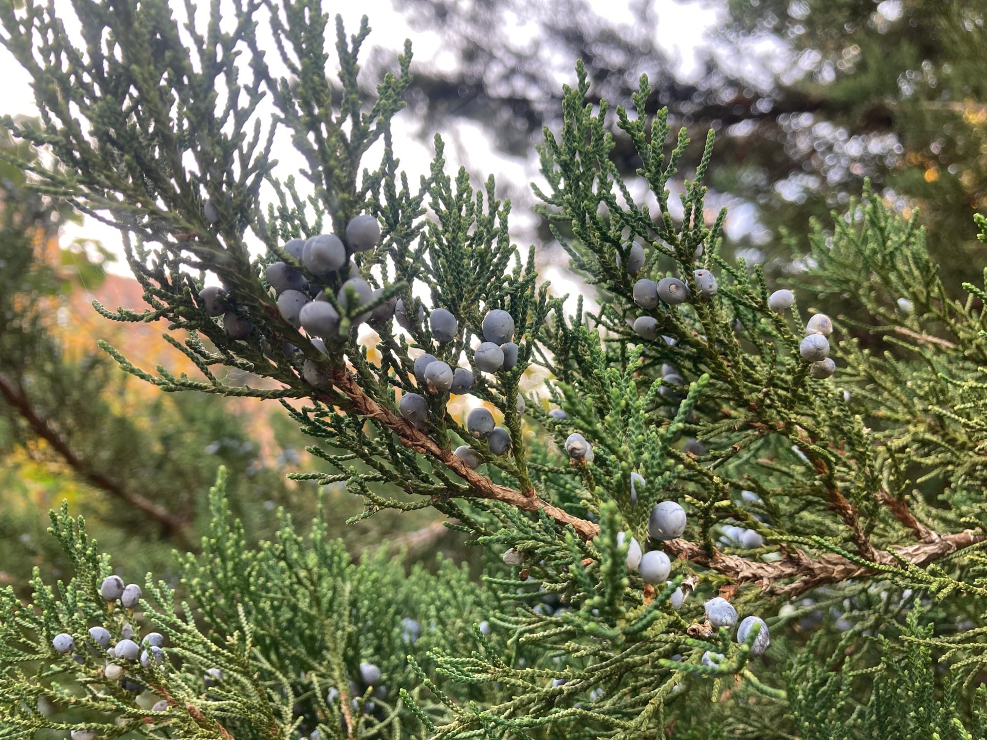 Juniperus virginiana fruit look like blue-grey berries, but they are actually cones.