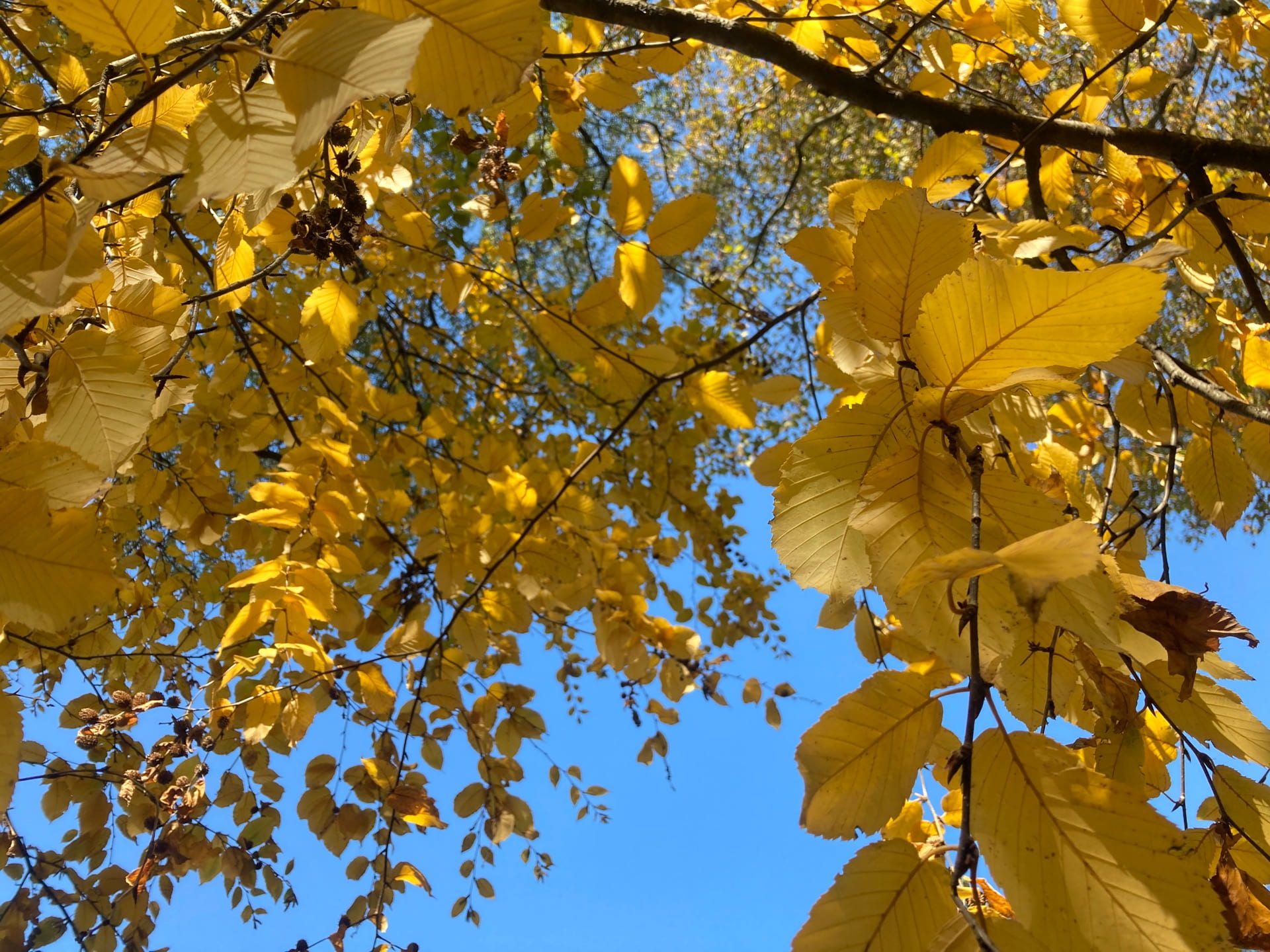 Yellow Betula lenta leaves contrast with the bright blue sky.