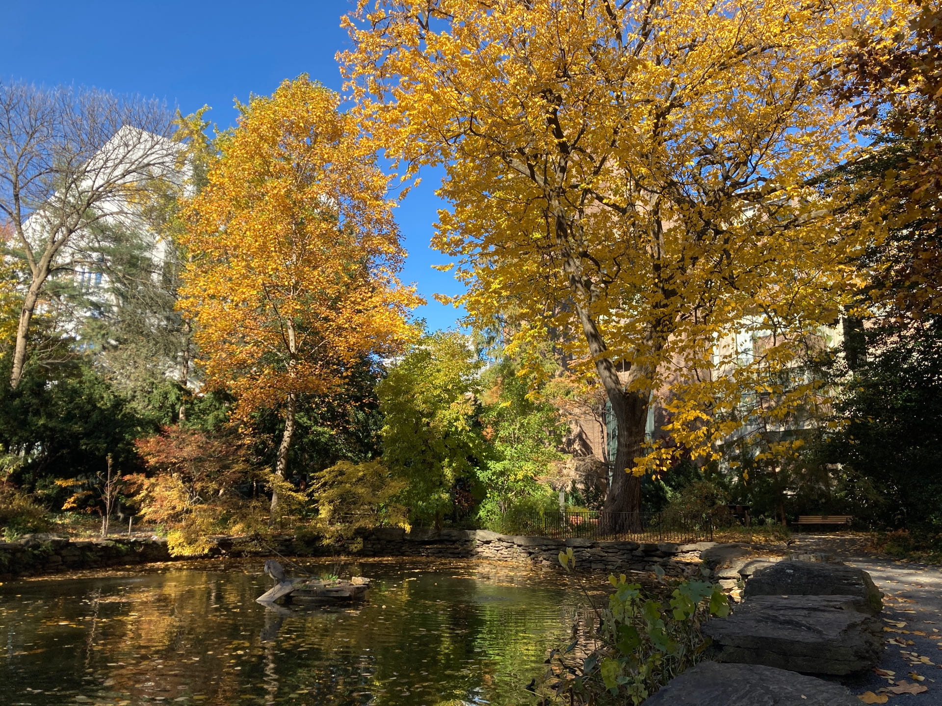 The fall color of Ulmus americana and Liriodendron tulipifera are amplified as they are reflected on the pond's surface.