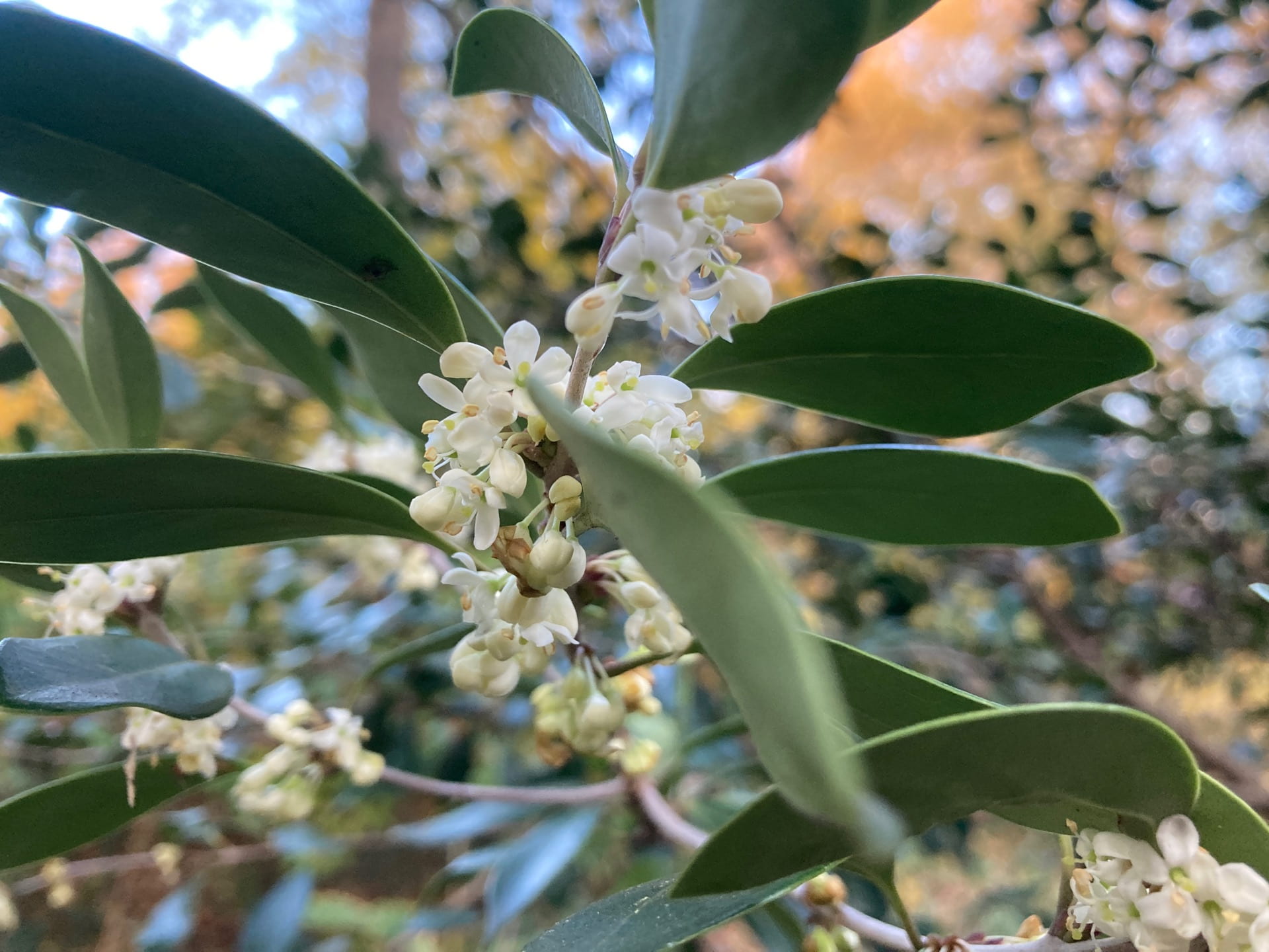 Now at the tail end of its bloom time, the small flowers of Osmanthus heterophyllus have a strong sweet fragrance.