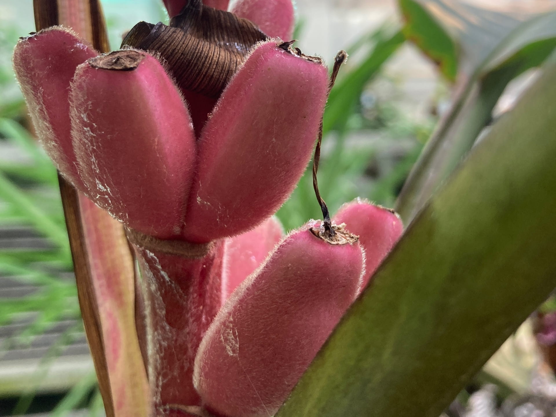 Several weeks later these small, fuzzy, pink bananas develop on Musa velutina.