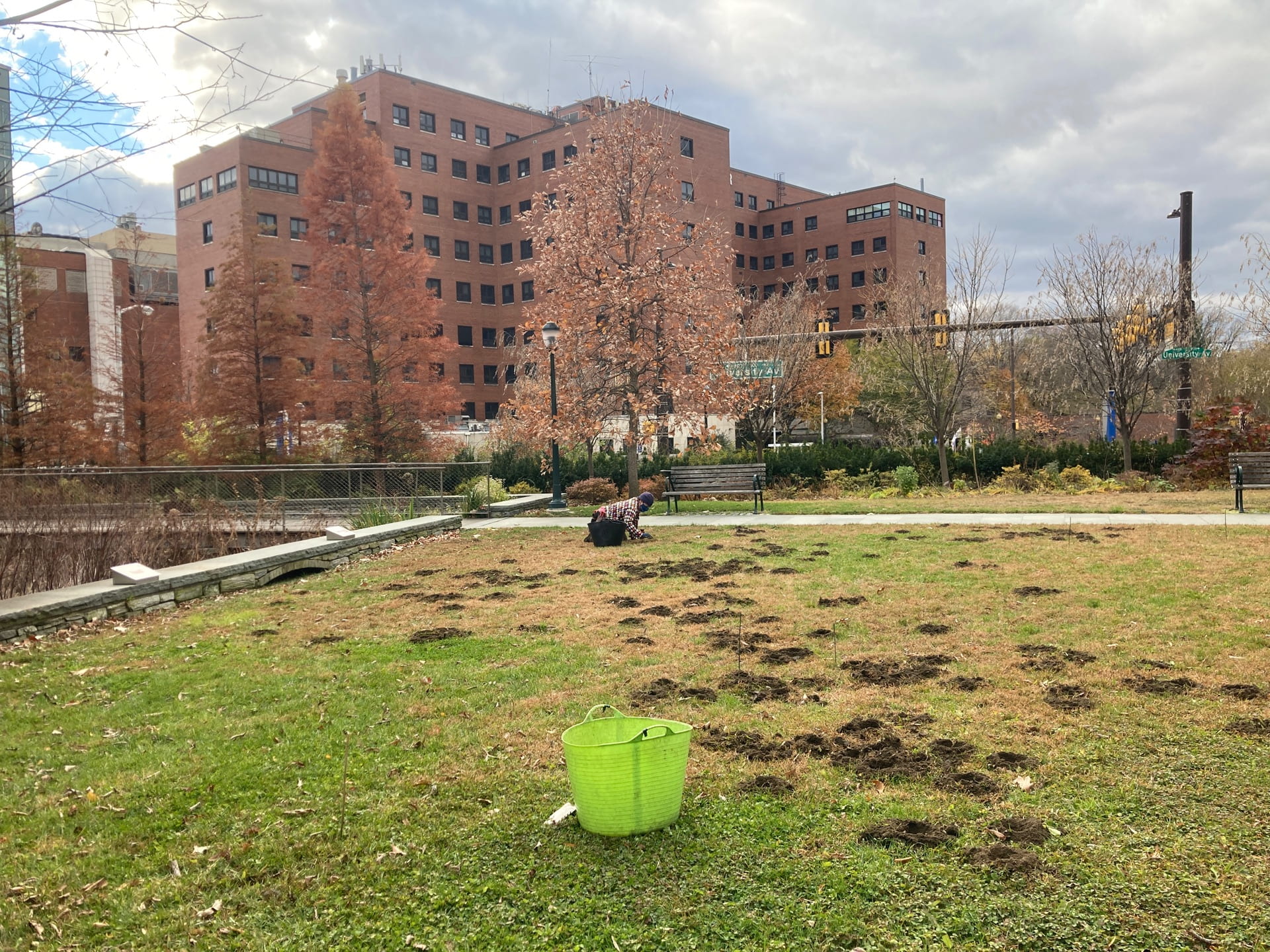 2,500 Crocus tommasinianus bulbs were planted in the Plaza Lawn. In late winter purple flowers will bloom amongst the grass.