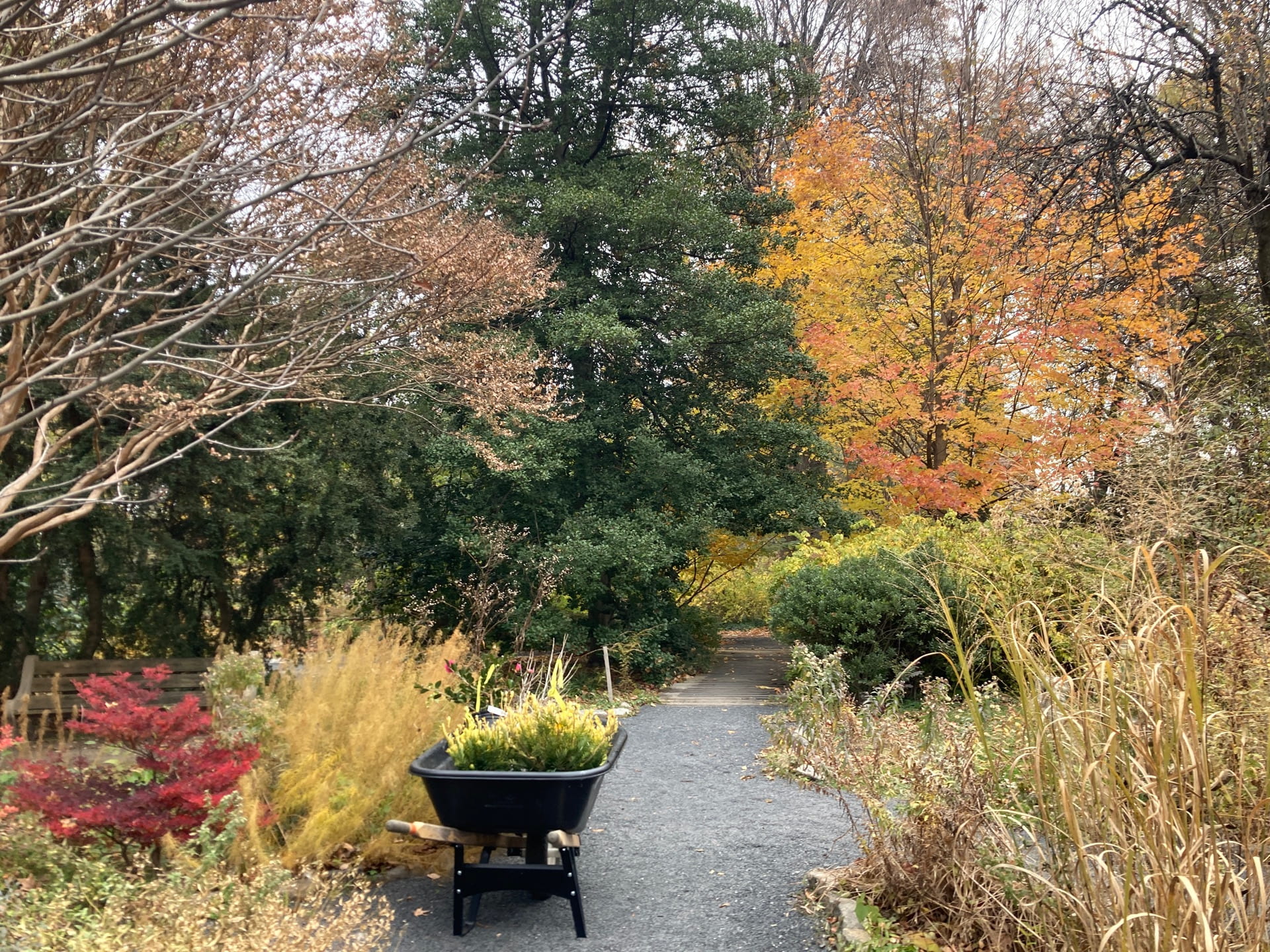 Fall is an excellent time to plant perennials and deciduous woody plants in the garden.