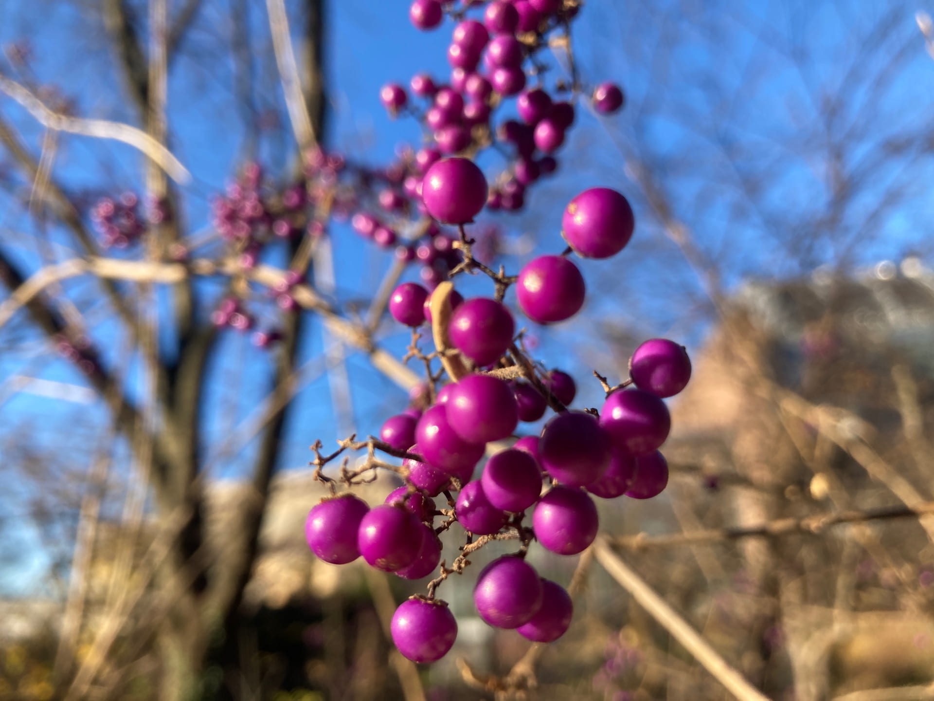 The small violet fruits of Callicarpa sp. stand out against the blue sky.