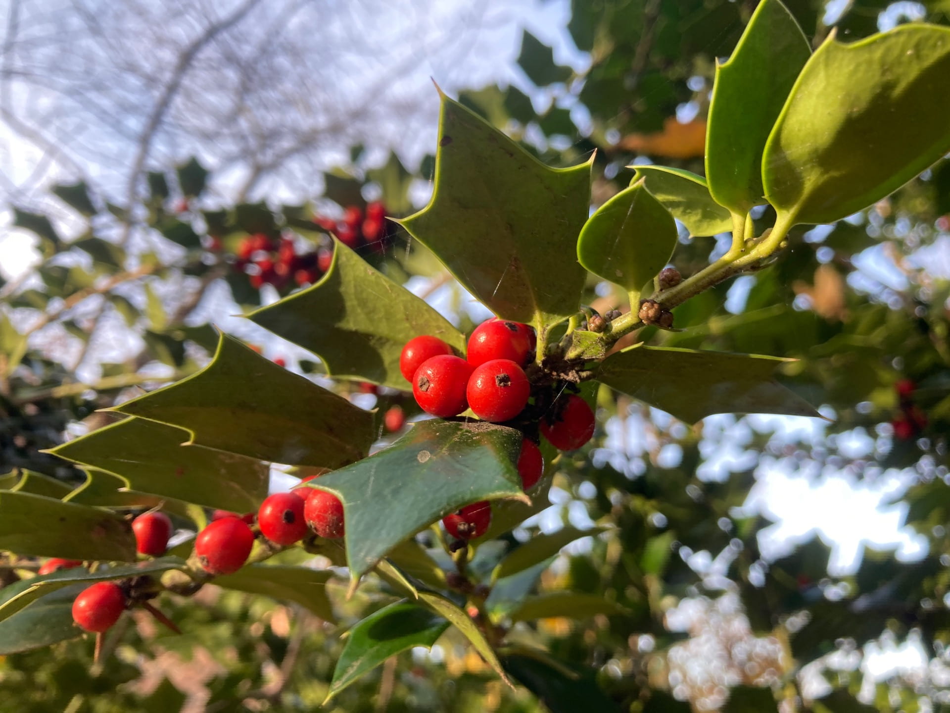 Fruit of Ilex x 'Lydia Morris', named after one of the previous owners of Morris Arboretum.