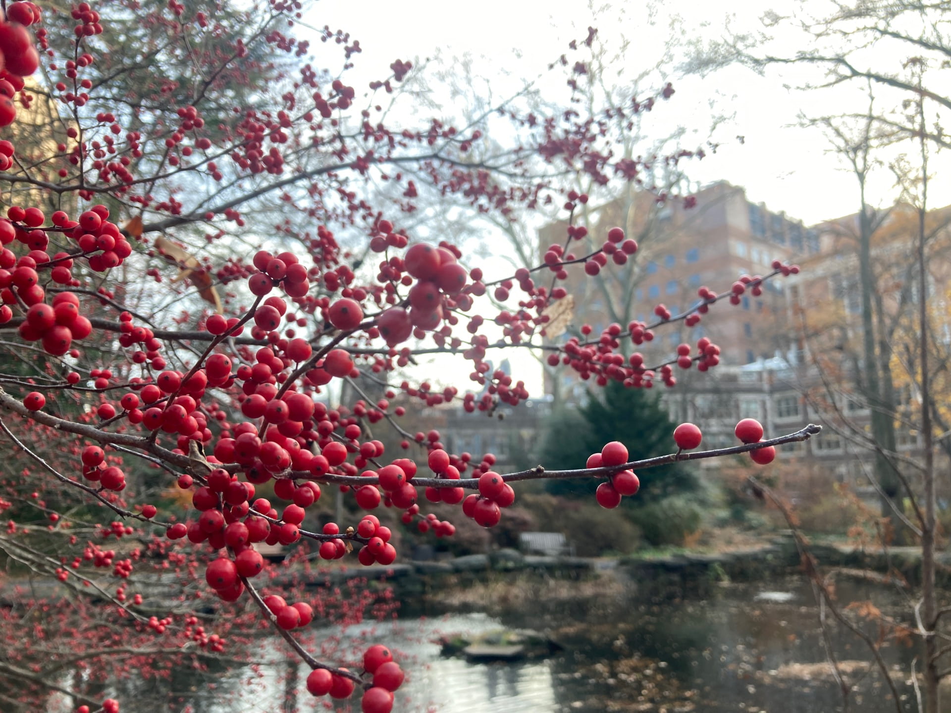 Ilex verticillata fruits in the foreground of the Pond and Woods Garden.