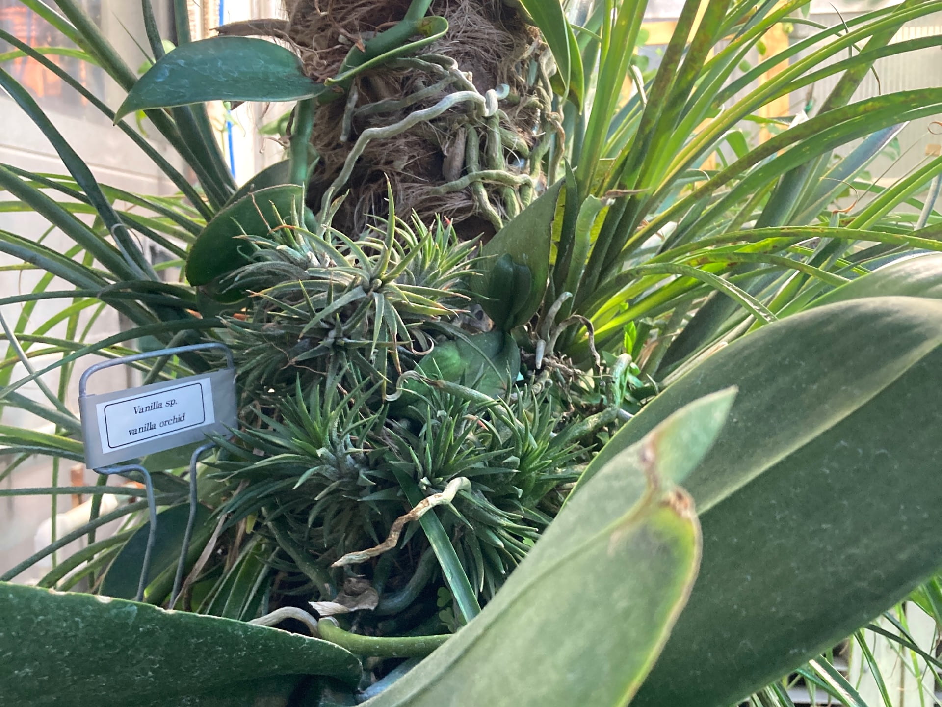 Epiphytic plants do not grow in the soil. Instead, they grow on the surface of other plants and get their nutrients from water and decomposing debris that accumulates around them.