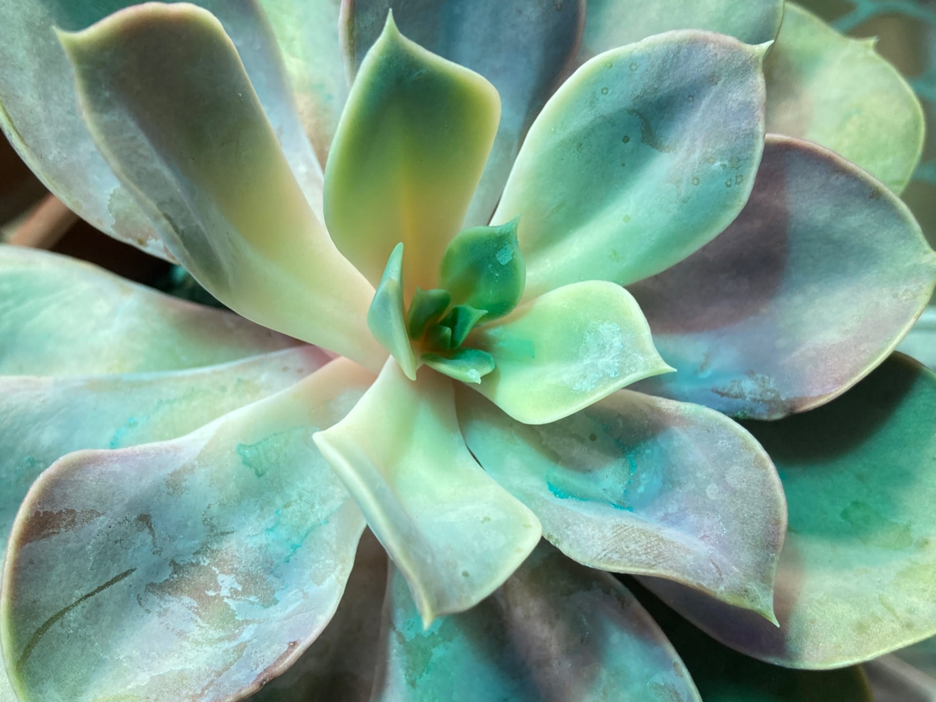 Glaucous waxy leaf coatings, as seen on this Echeveria sp., reflects ultraviolet light to slow desiccation and preserve water.