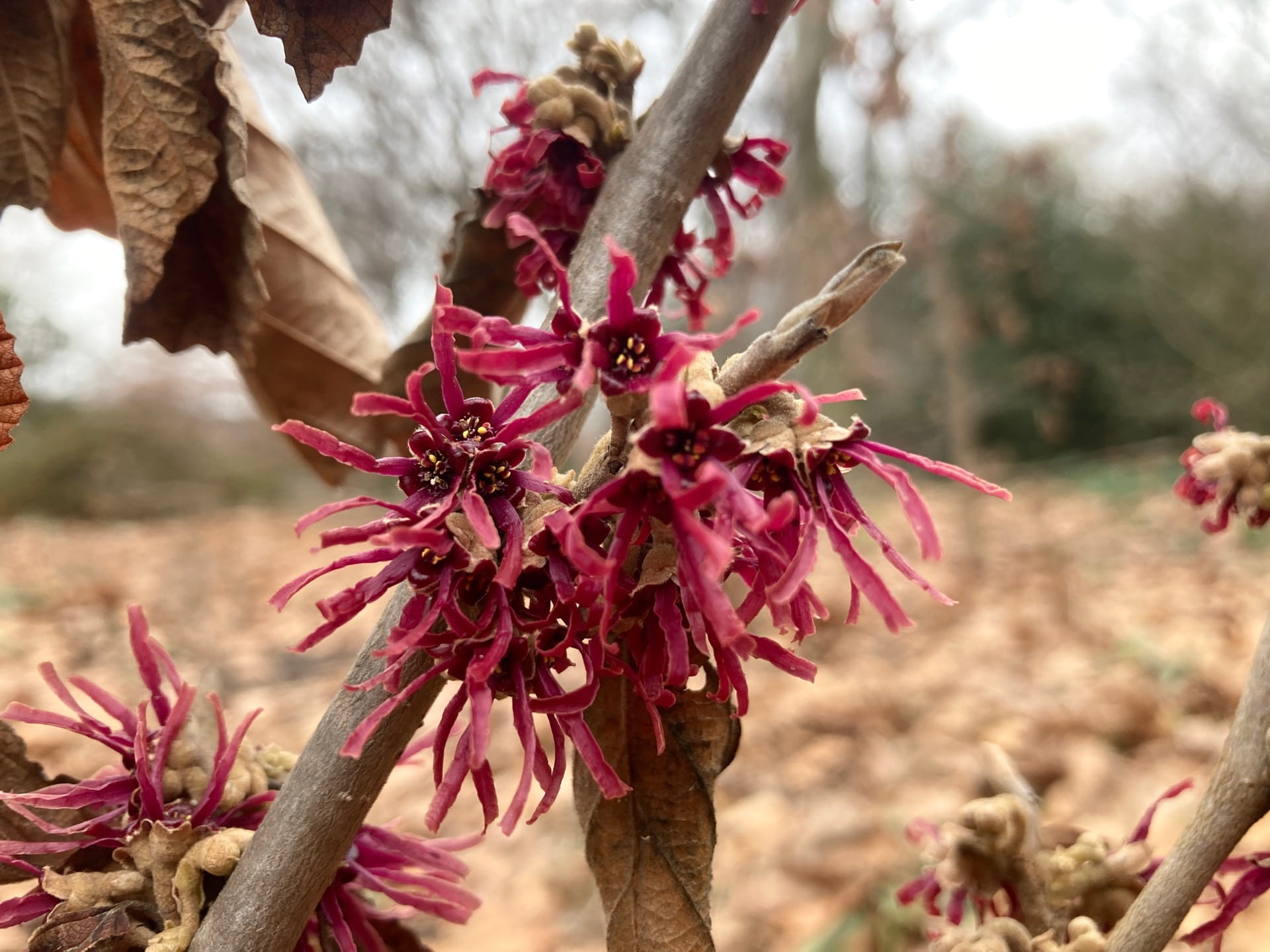 Flowers of Hamamelis 'Amethyst', a recent addition to the Woodland Garden.