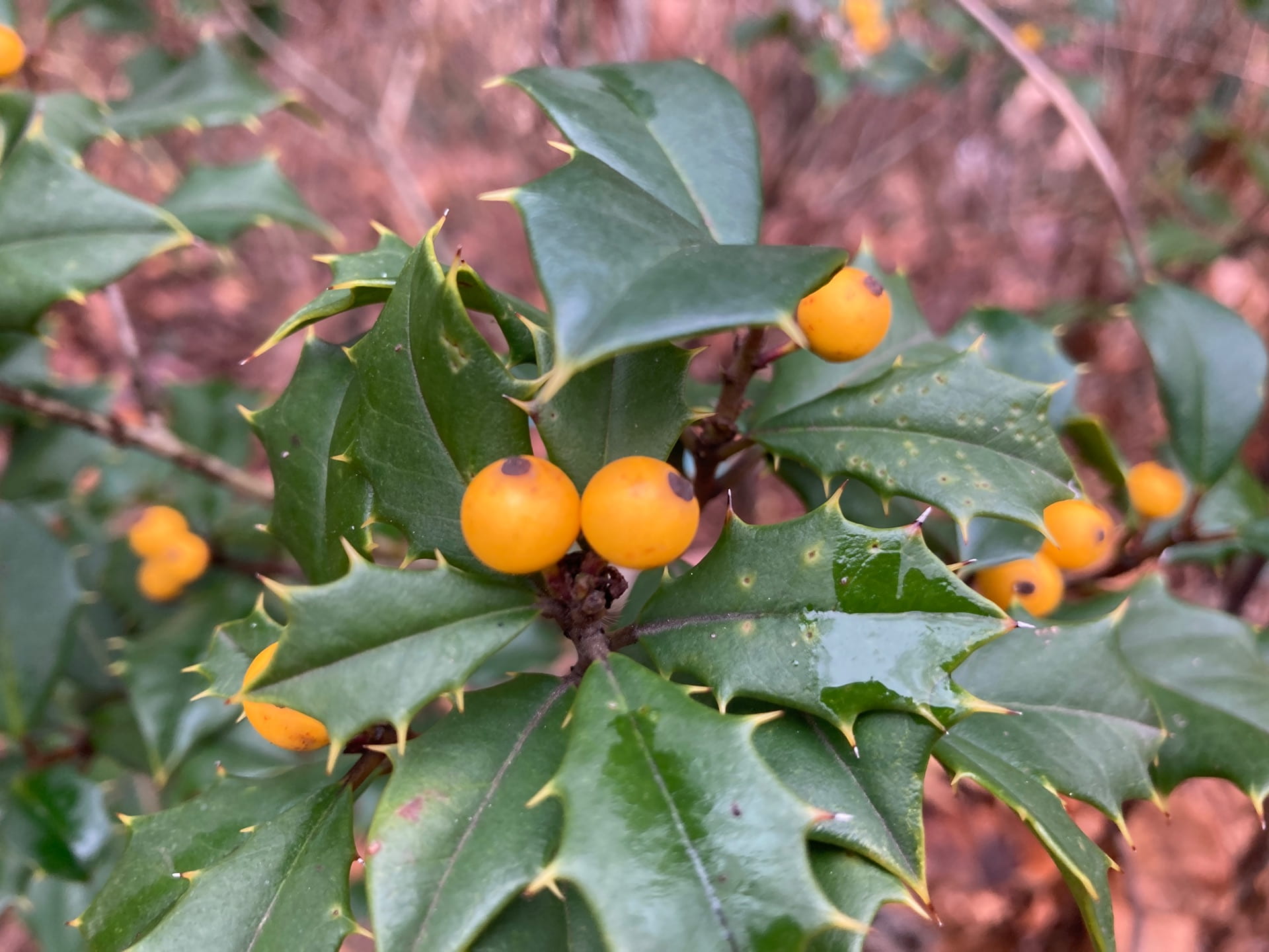 Ilex opaca 'Princeton Gold' differentiates itself from the straight species with its yellow fruits.