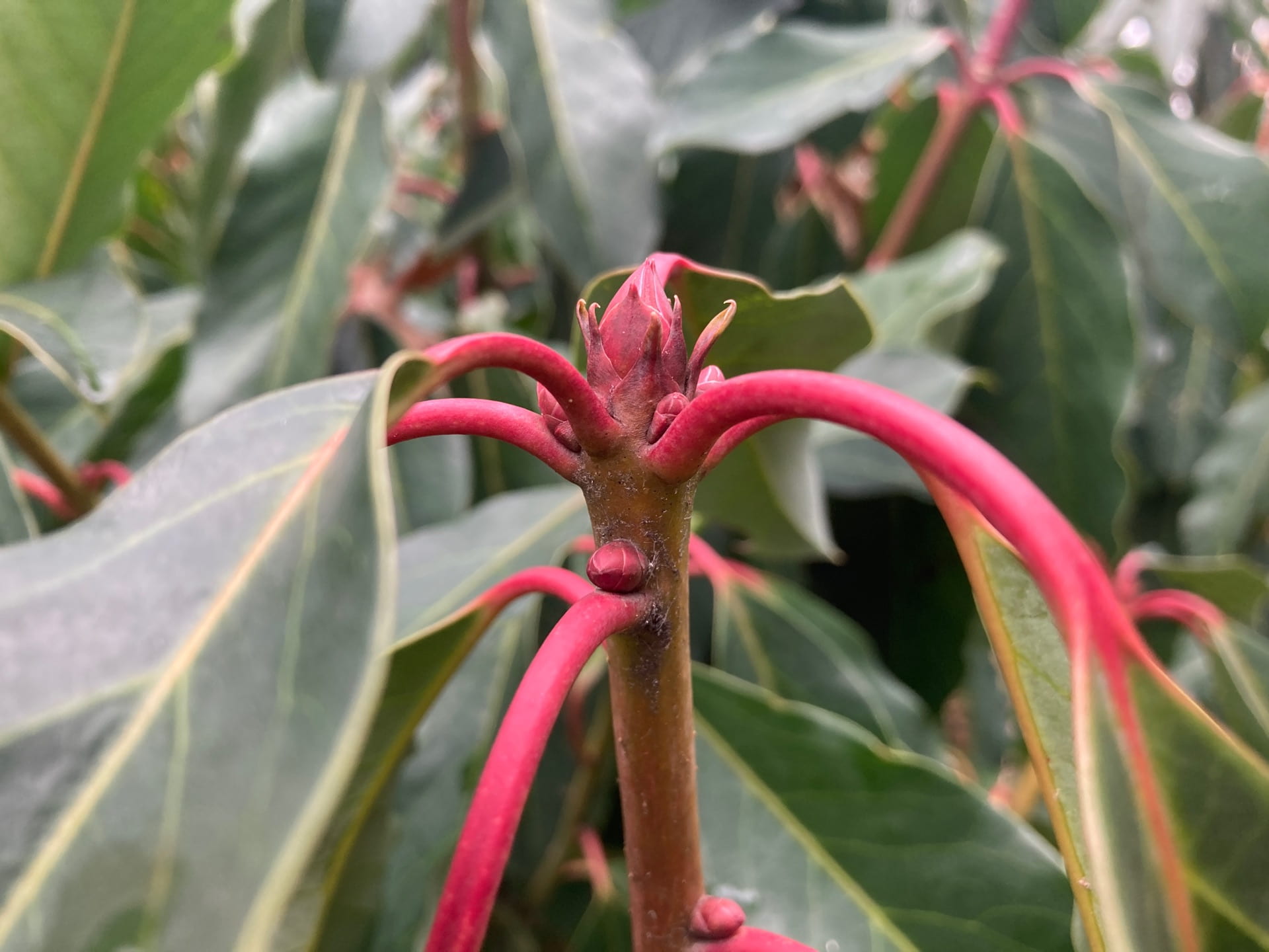 The bright red petioles of Daphniphyllum macropodum contrasts with the deep green leaves.