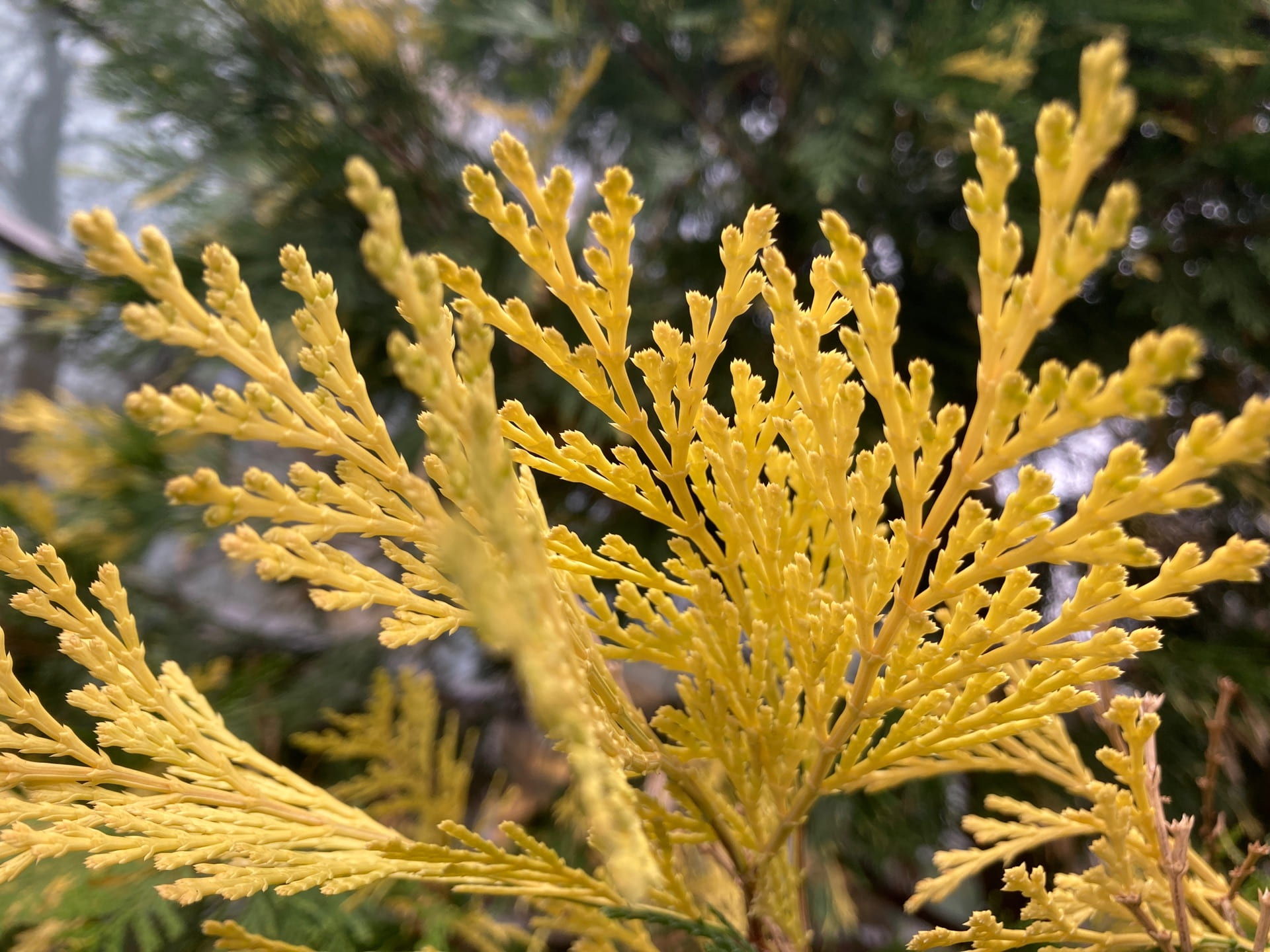 The foliage variegation on Calocedrus decurrens 'Aureovariegata' is bright yellow.