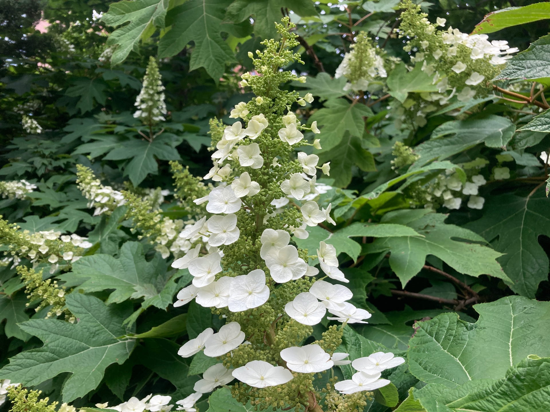 Hydrangea quercifolia begins to bloom, with the bracts (the showy white part) opening around the interior flowers.
