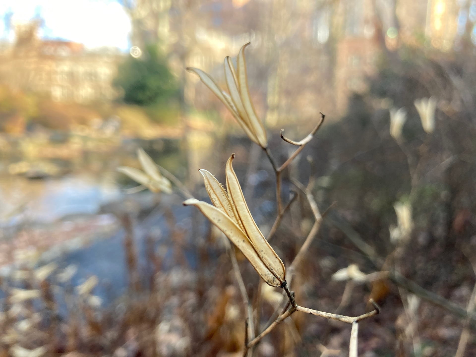 Graceful seed heads of Tricyrtis formosana persist into the winter.