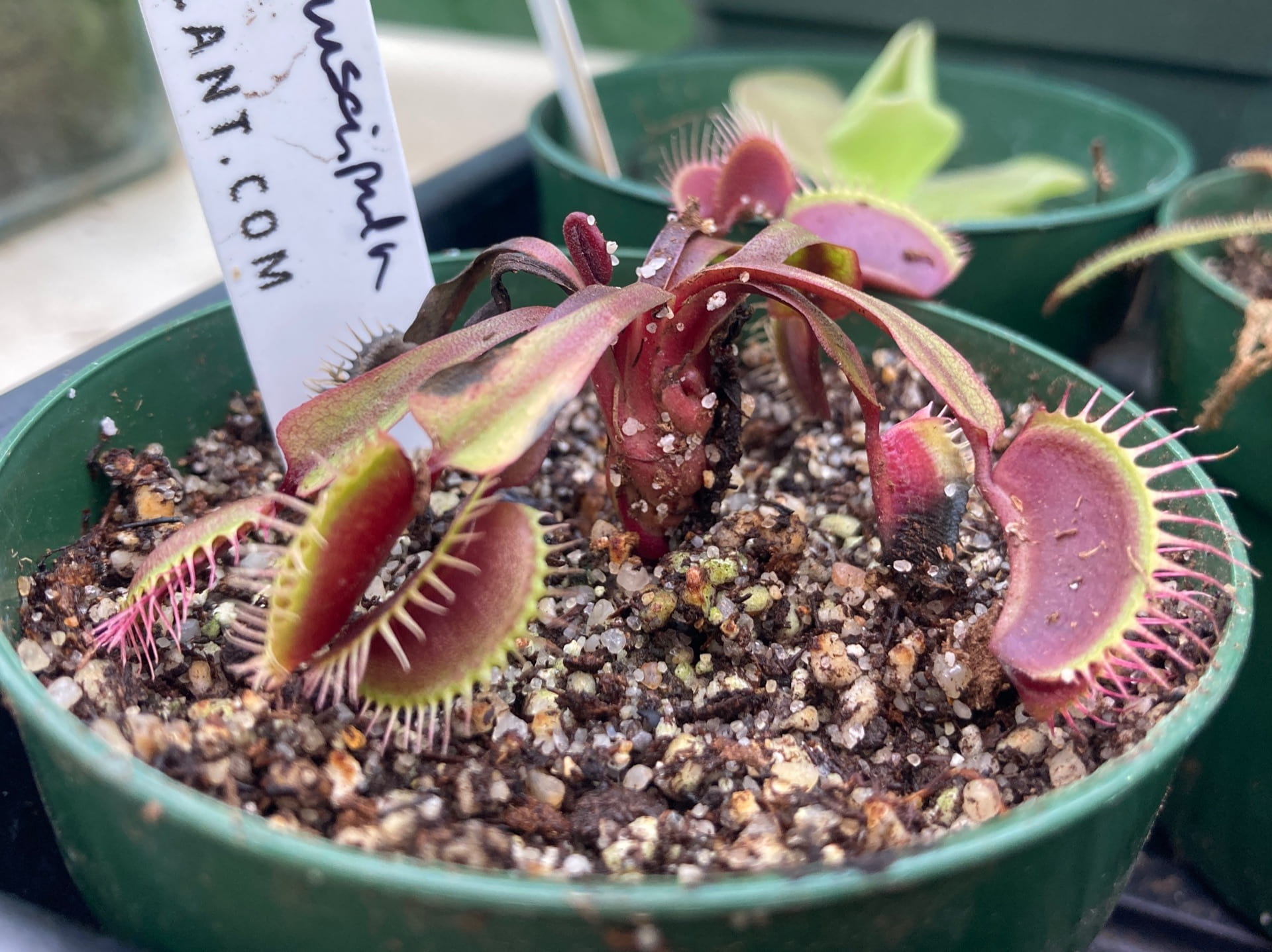 Active carnivorous traps, seen in Dionaea spp. and Utricularia spp., move quickly to trap their prey by snapping their leaves closed or sucking insects into an underwater bladder. This requires a lot of energy from the plant.
