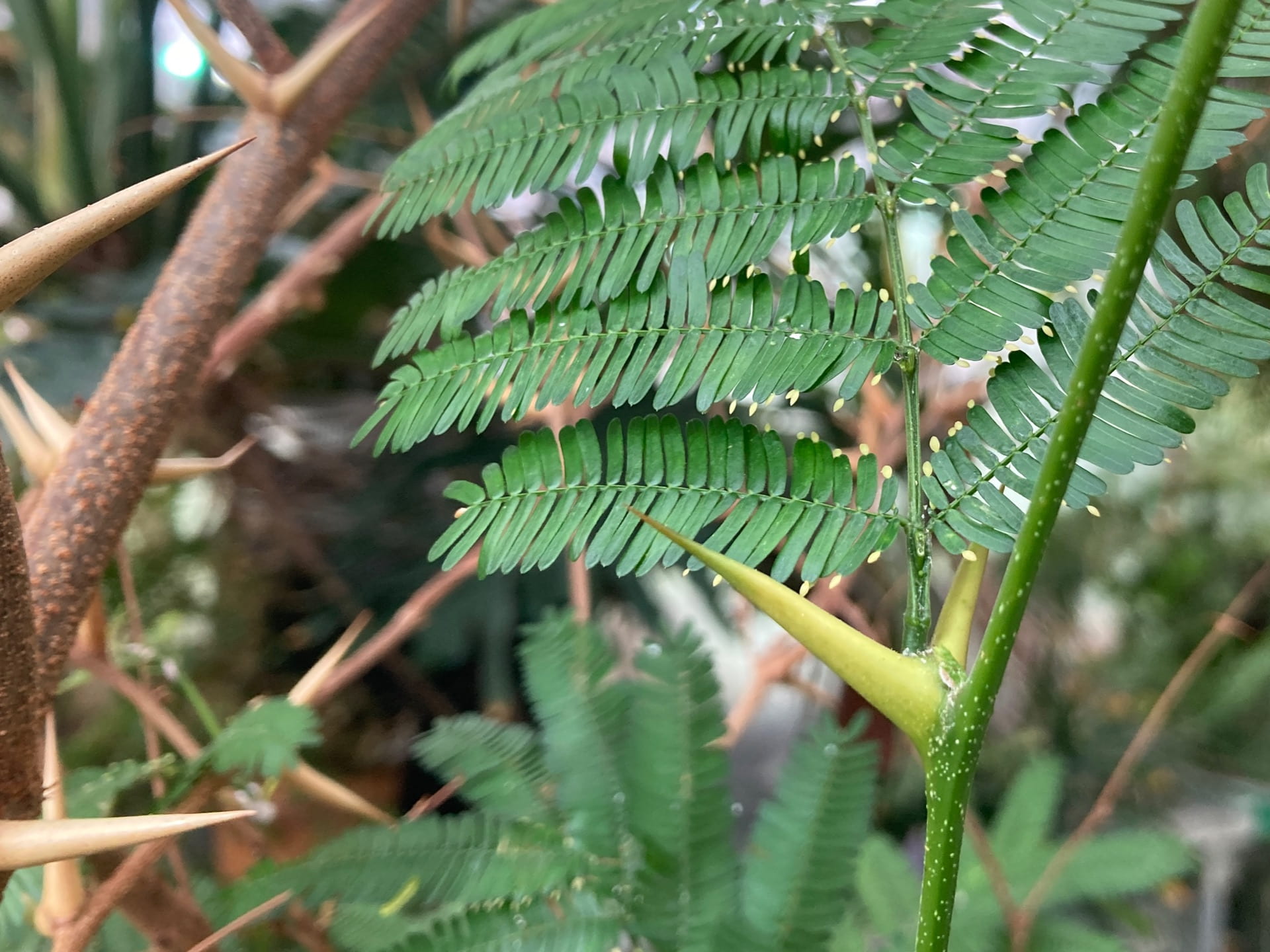 The bullhorn acacia, Vachellia cornigera, provides a habitat for ants in its hollow thorns and produces protein, sugar, and lipid rich Beltian bodies at the tips of it's leaves as food.