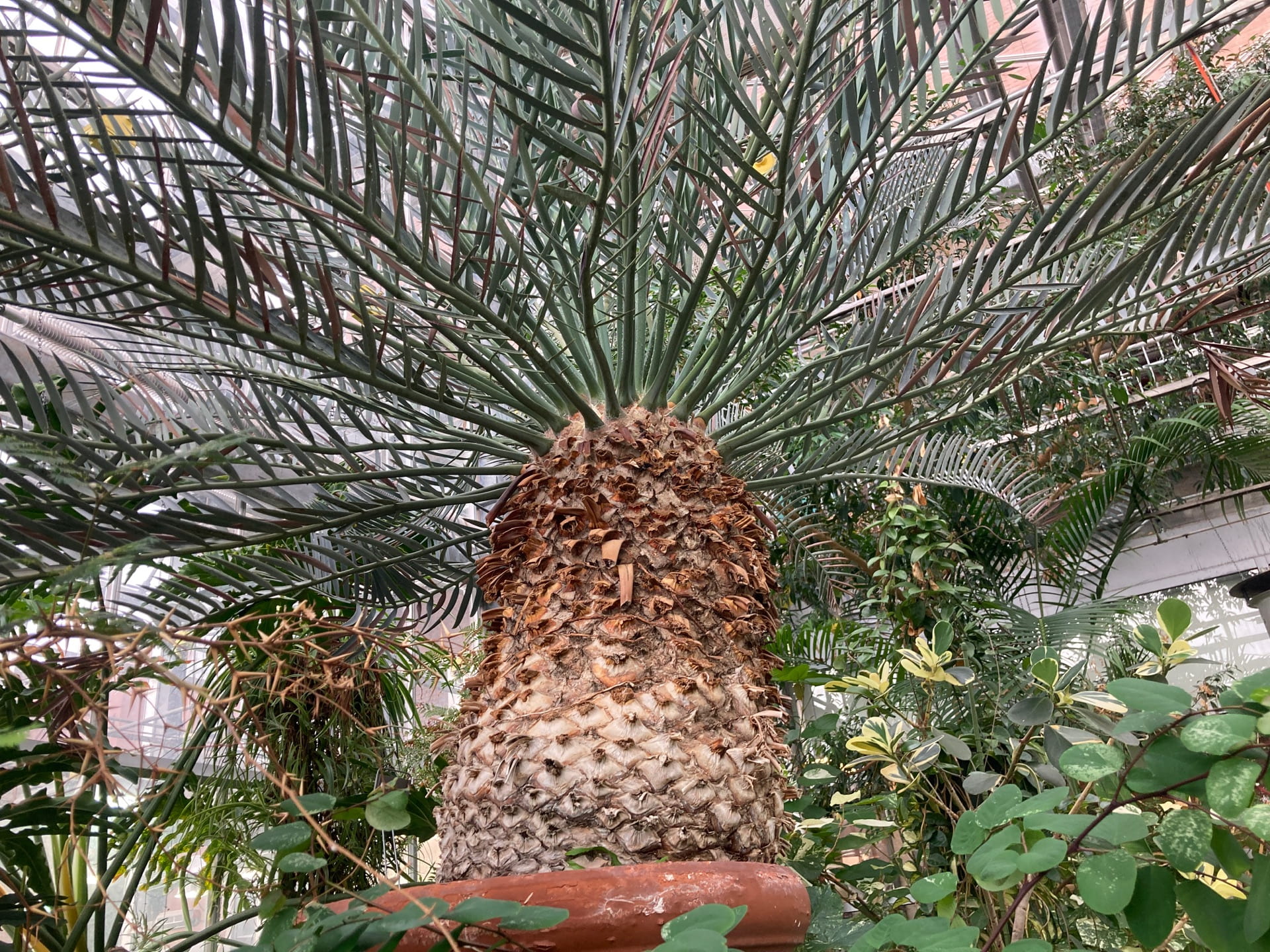 Our Karoo cycad, Encephalartos lehmannii, is the oldest plant in the greenhouse, well over 100 years old. It is a gymnosperm, producing a naked seed.