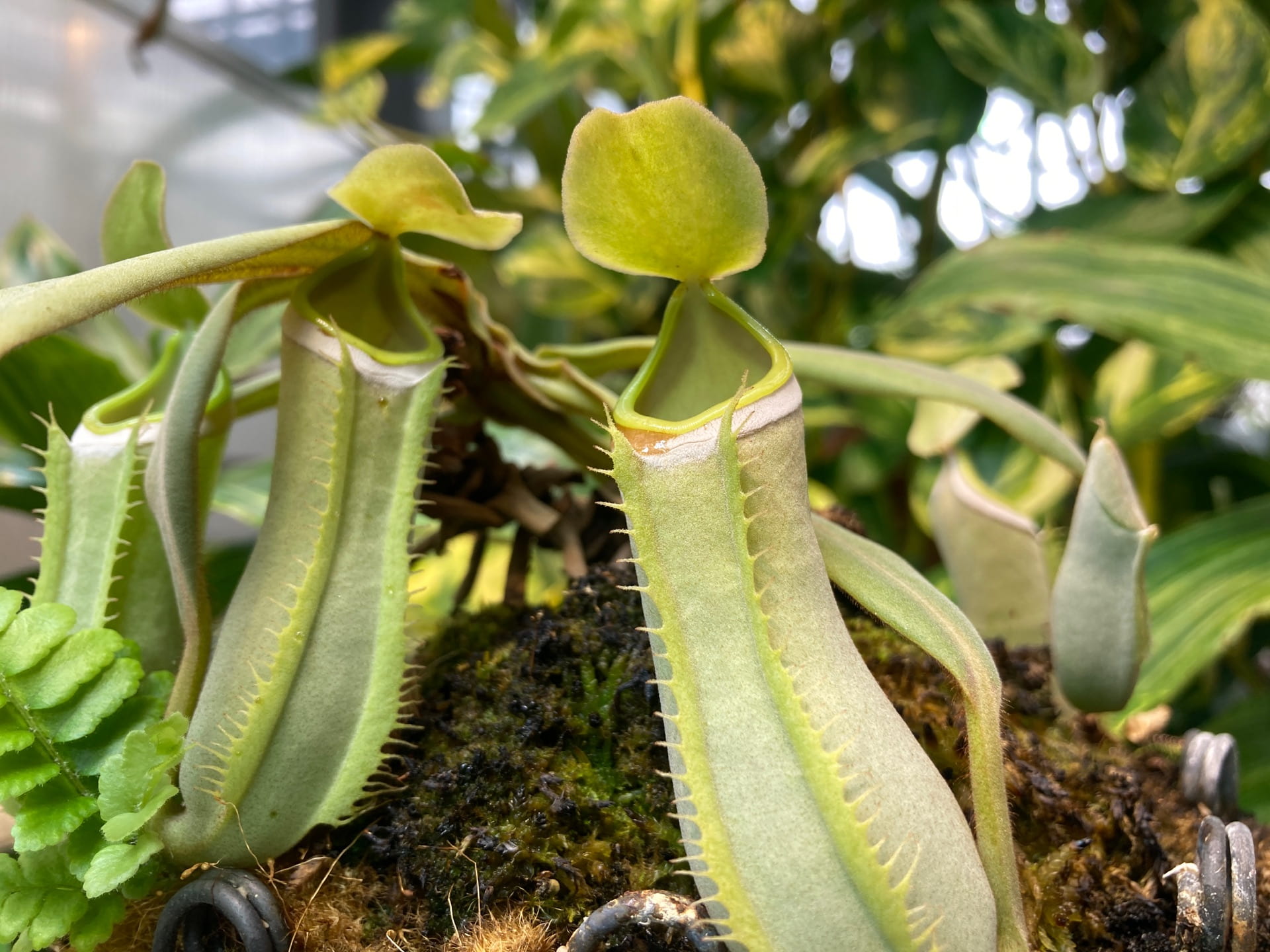 Passive carnivorous traps, seen in Nepenthes sp., Sarracinea sp., Heliamphor sp, and Cephalotus sp., lure prey into the modified leaves (seen here as a pitcher). They then cannot escape the slippery interior and are digested by an enzyme.
