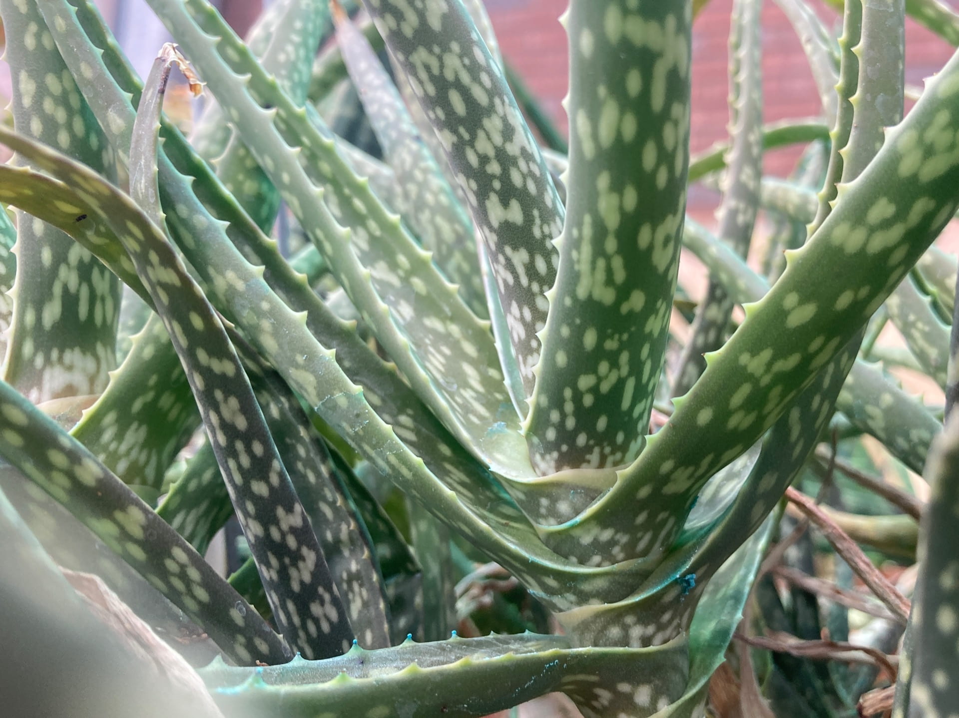 Aloe vera's gelatinous leaves are used medicinally to soothe skin ailments.