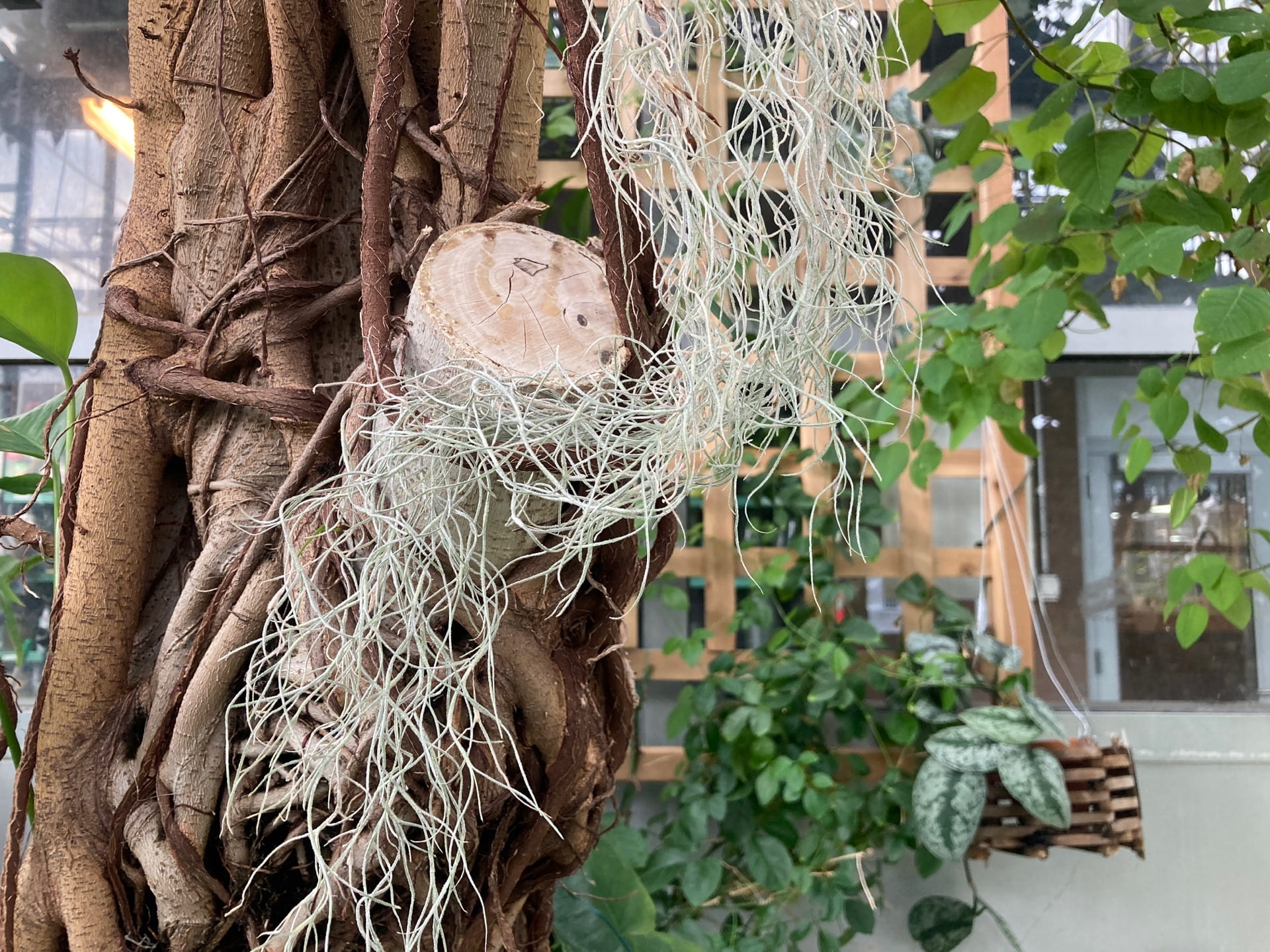 Tillandsia usneoides, Spanish moss, is a staple of the landscape in the American South. It is epiphytic and gets all of its water and nutrients from the air and the morning dew.