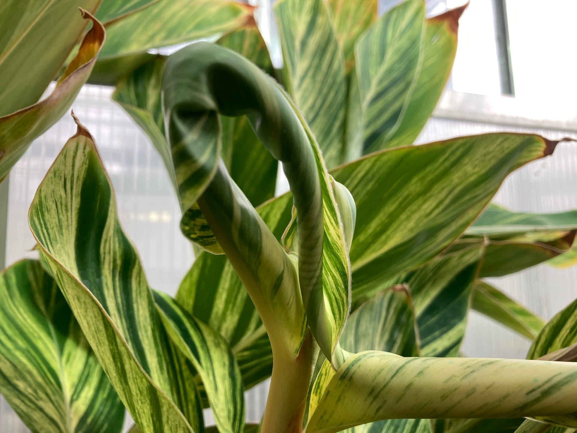 The foliage of shell ginger, Alipinia zerumbet 'Variegata', is used in Chinese and Japanese cooking and herbal teas.