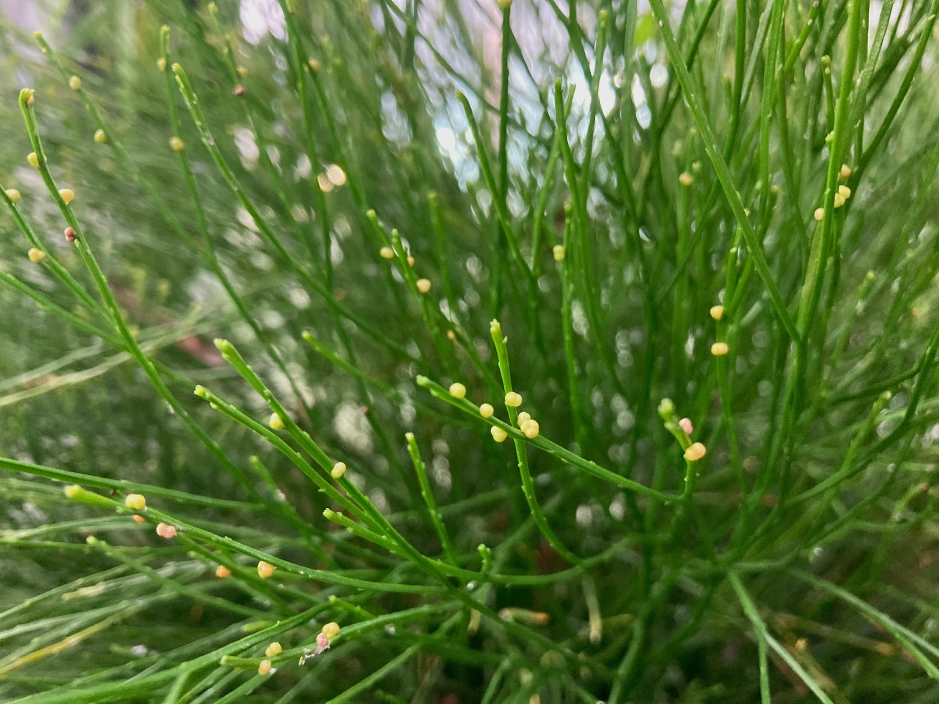 Psilotum x intermedia, the whisk fern, is a fern ally. Like ferns it has a vascular system and reproduces via spore, it differs, in part, by not having any true leaves, relying on its flattened stems for photosynthesis.
