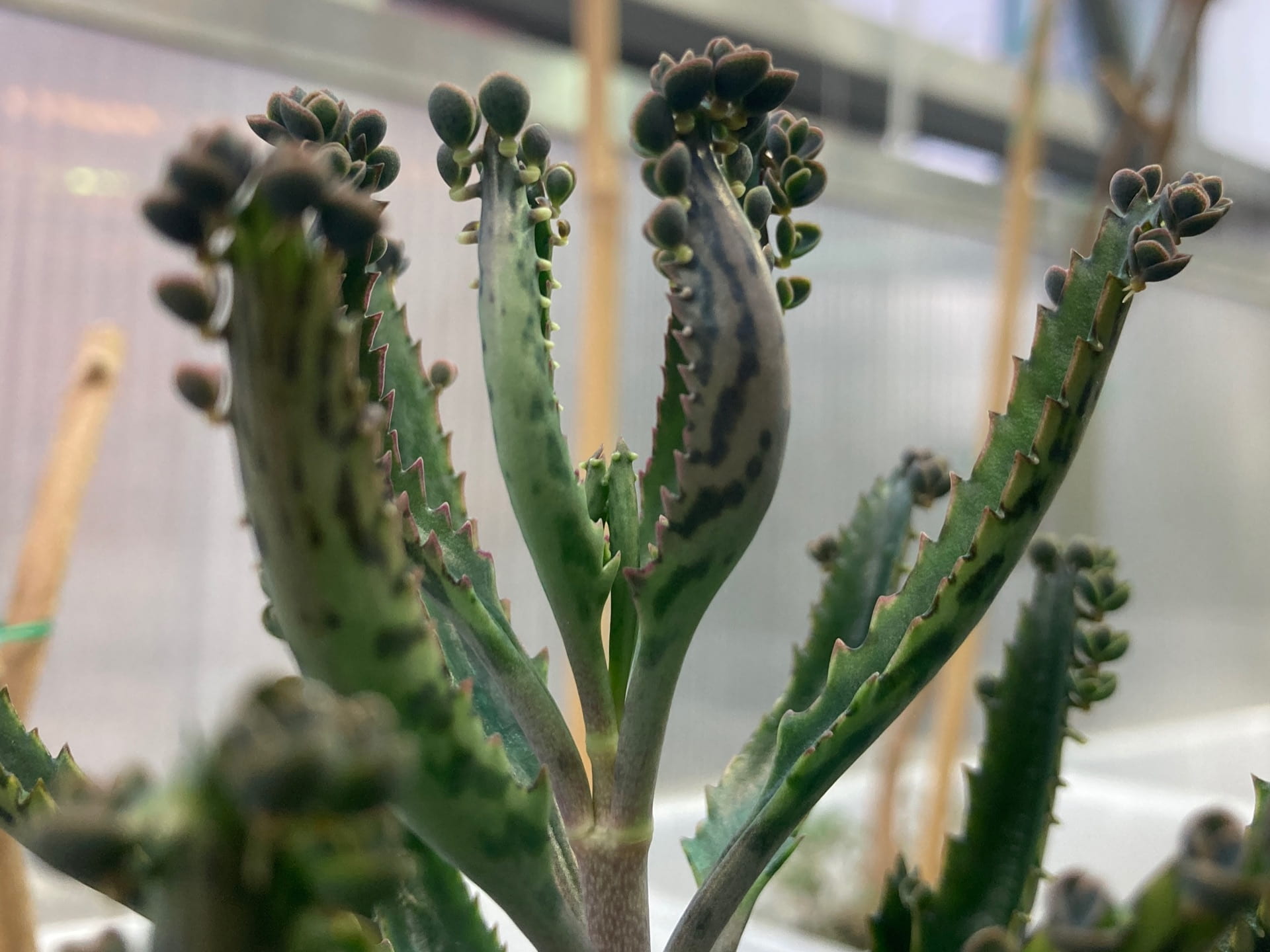Some plants reproduce by growing plantlets, which will eventually drop off of the leaves and root into the soil beneath the parent plant. This adaption gives Kalanchoe spp. its common name, mother of thousands.