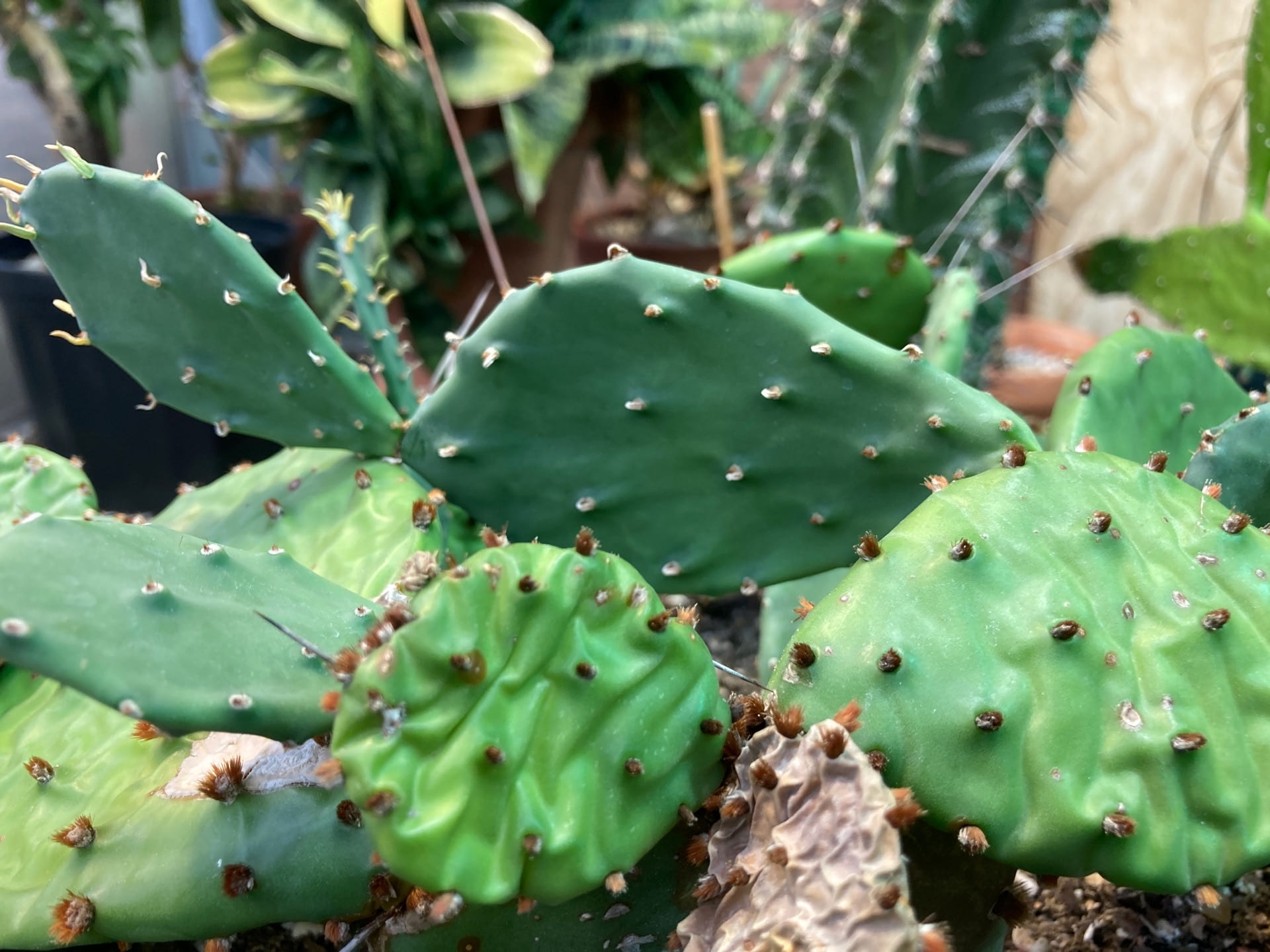 Opuntia humifusa, the prickly pear, is a native food source to North America. Both the fruits and pads are eaten, after the spines are removed of course.