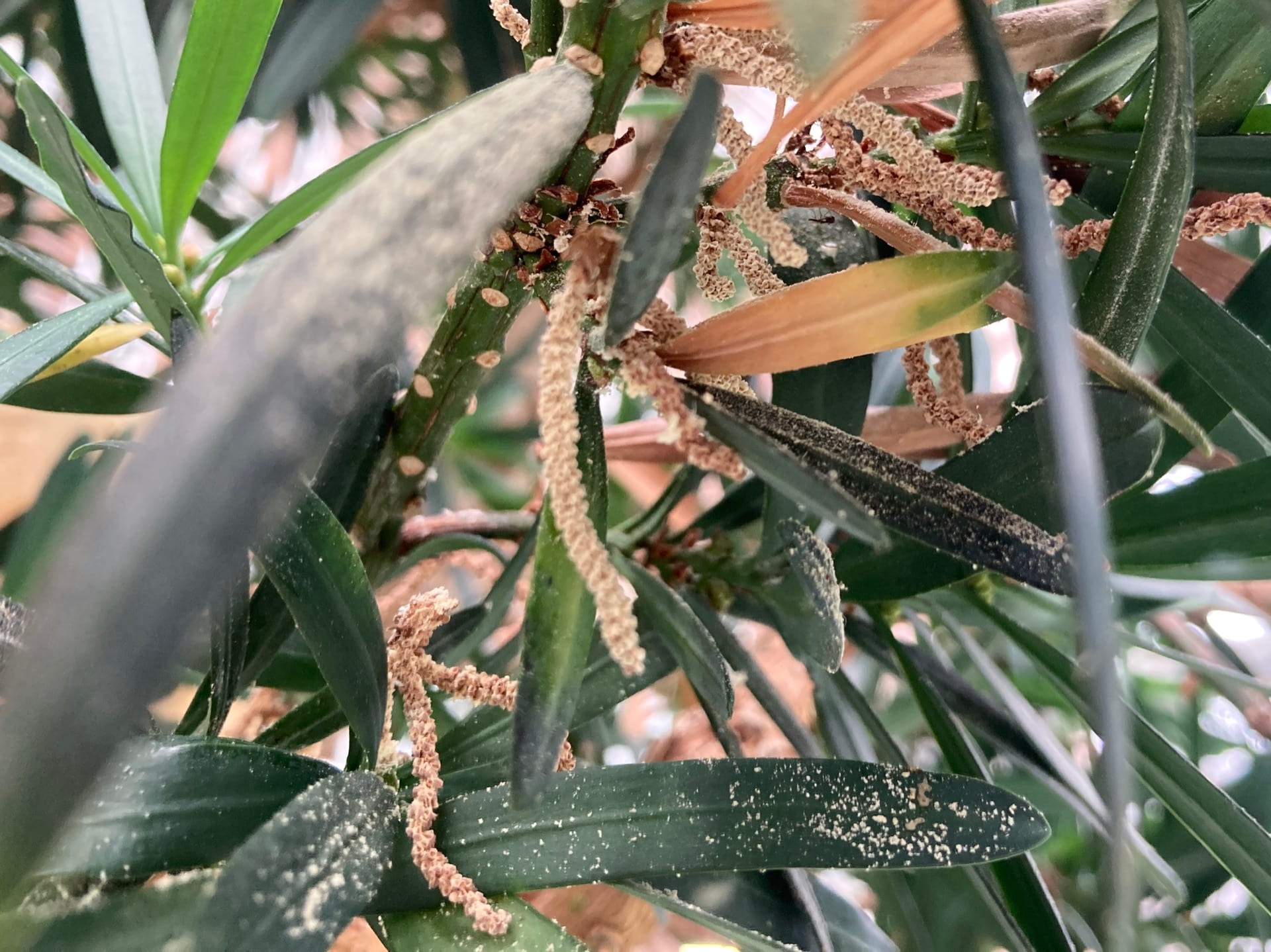 Plants can be either monoecious (having all reproductive parts on the same plant) or dioecious (having pollen bearing and seed bearing parts on different plants). This Podocarpus is dioecious, with the pollen cones seen above.