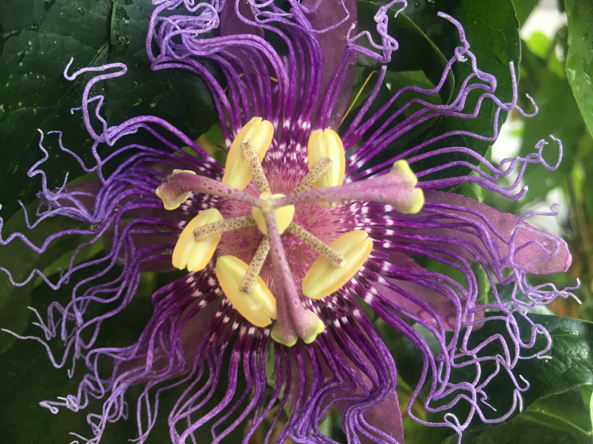 The blooms of passionflowers, Passiflora spp., develop into tangy and sour fruits.