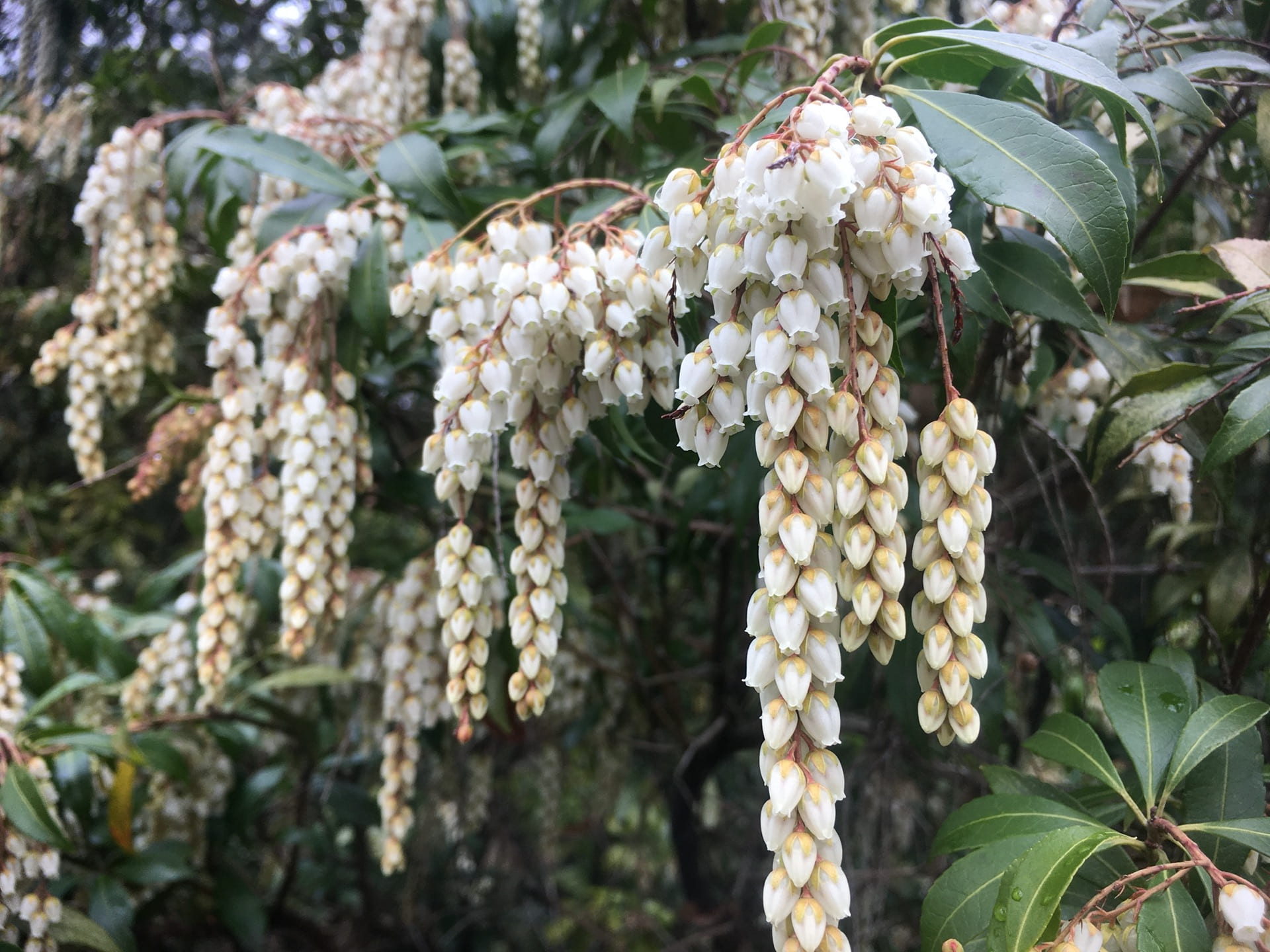 The bell-shaped flowers of Pieris japonica's are typical for its taxonomic family, the heath family (Ericaceae).
