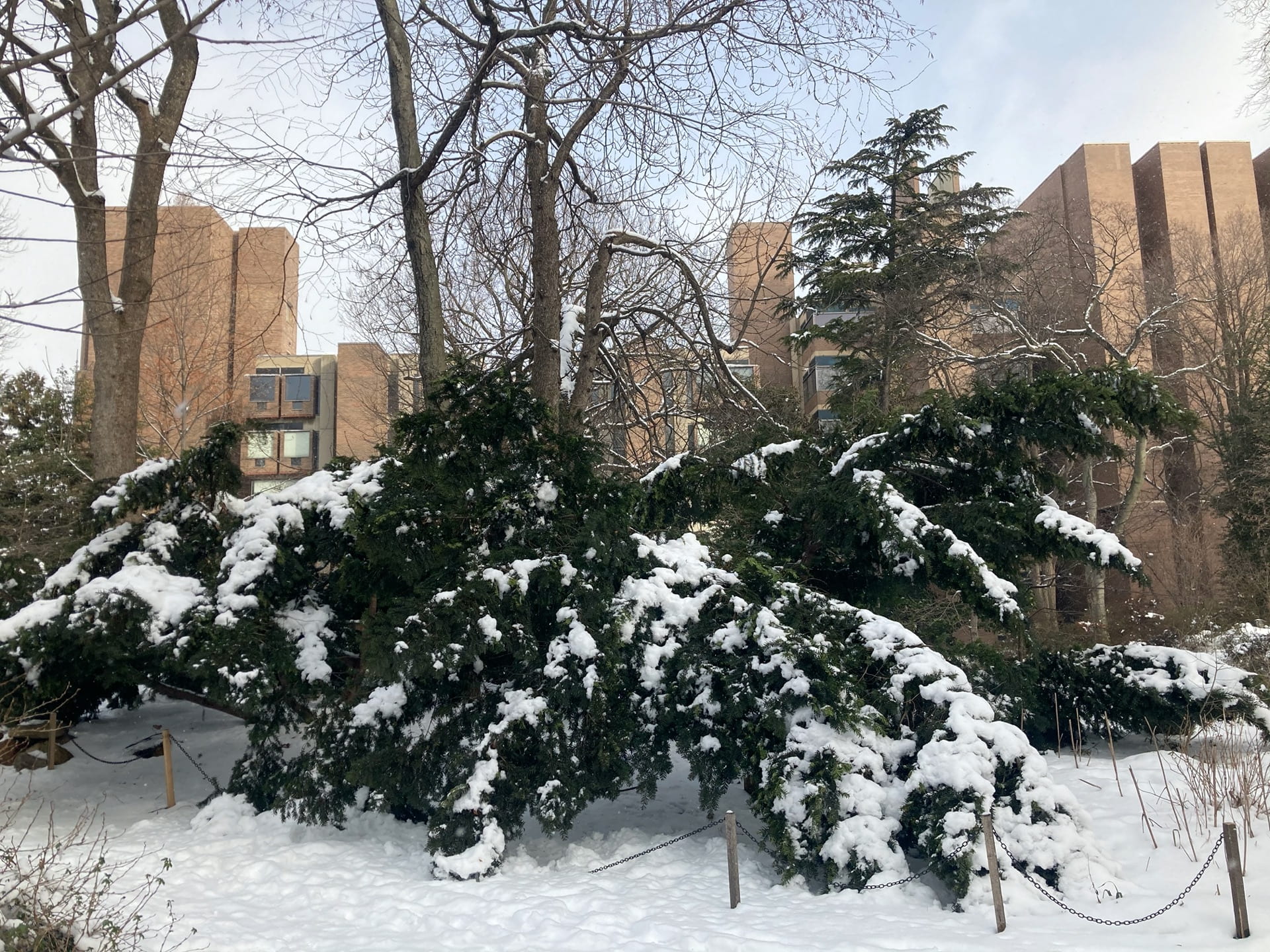 A snowy view of the Goddard Richards building designed by Louis Kahn, seen through the garden.