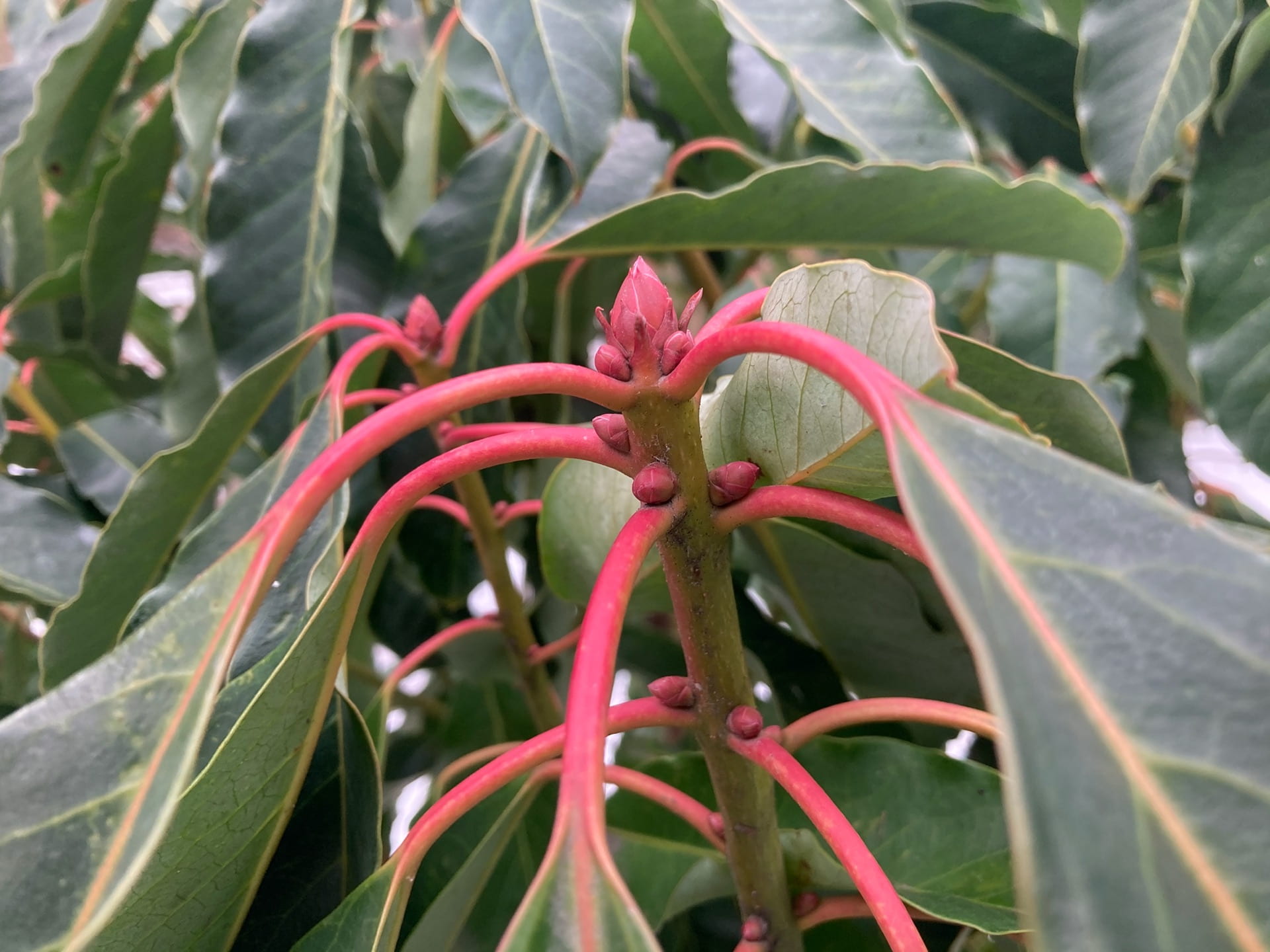 The vibrant red petioles of Daphniphyllum macropodum contrasts with its glossy green evergreen leaves.