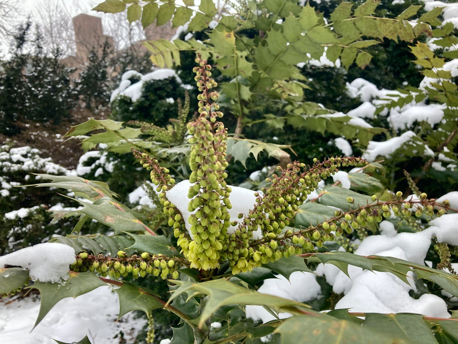 Mahonia bealei getting ready to bloom.