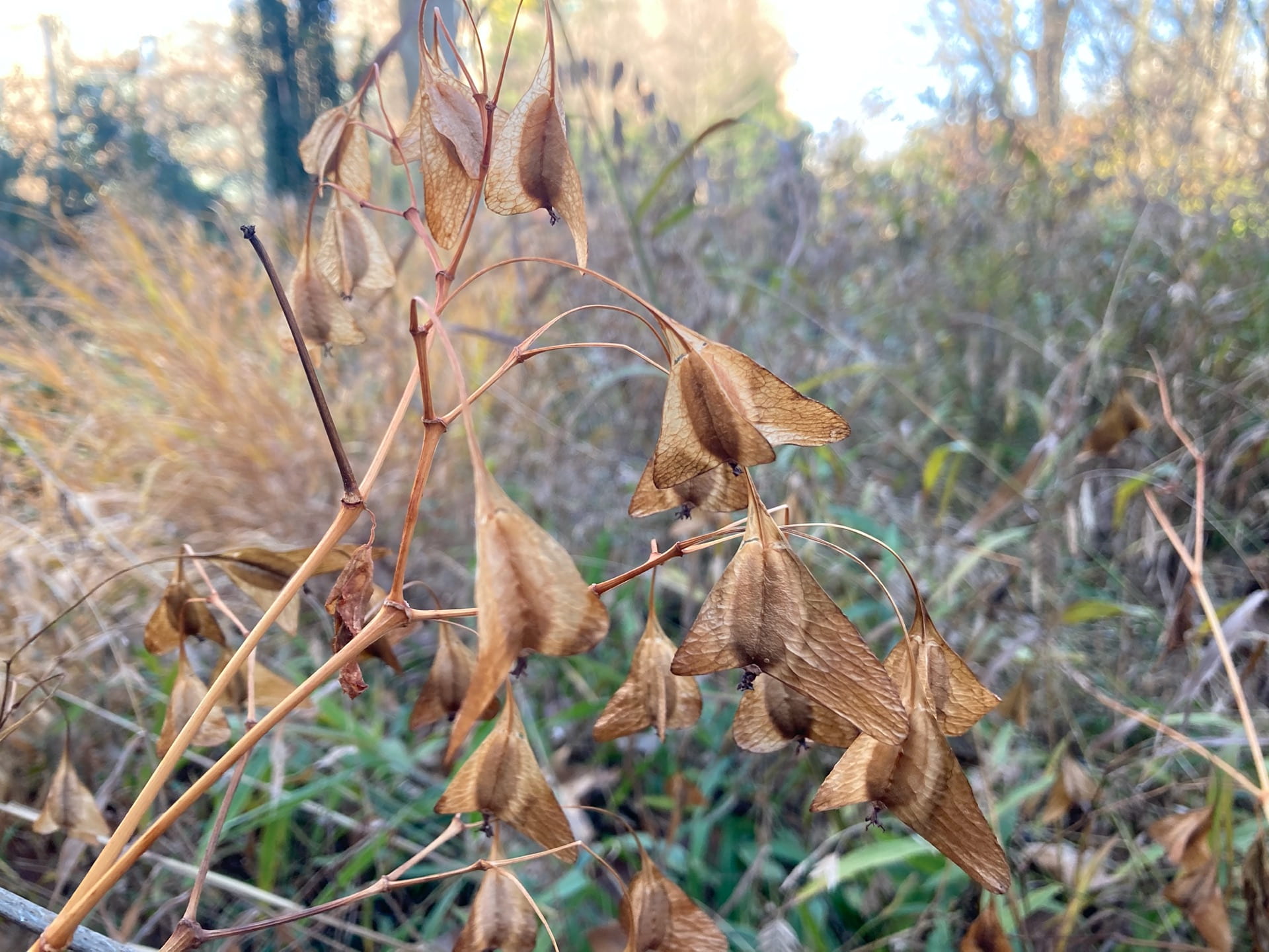 The architectural seed heads of Begonia grandis persist throughout the fall and winter.