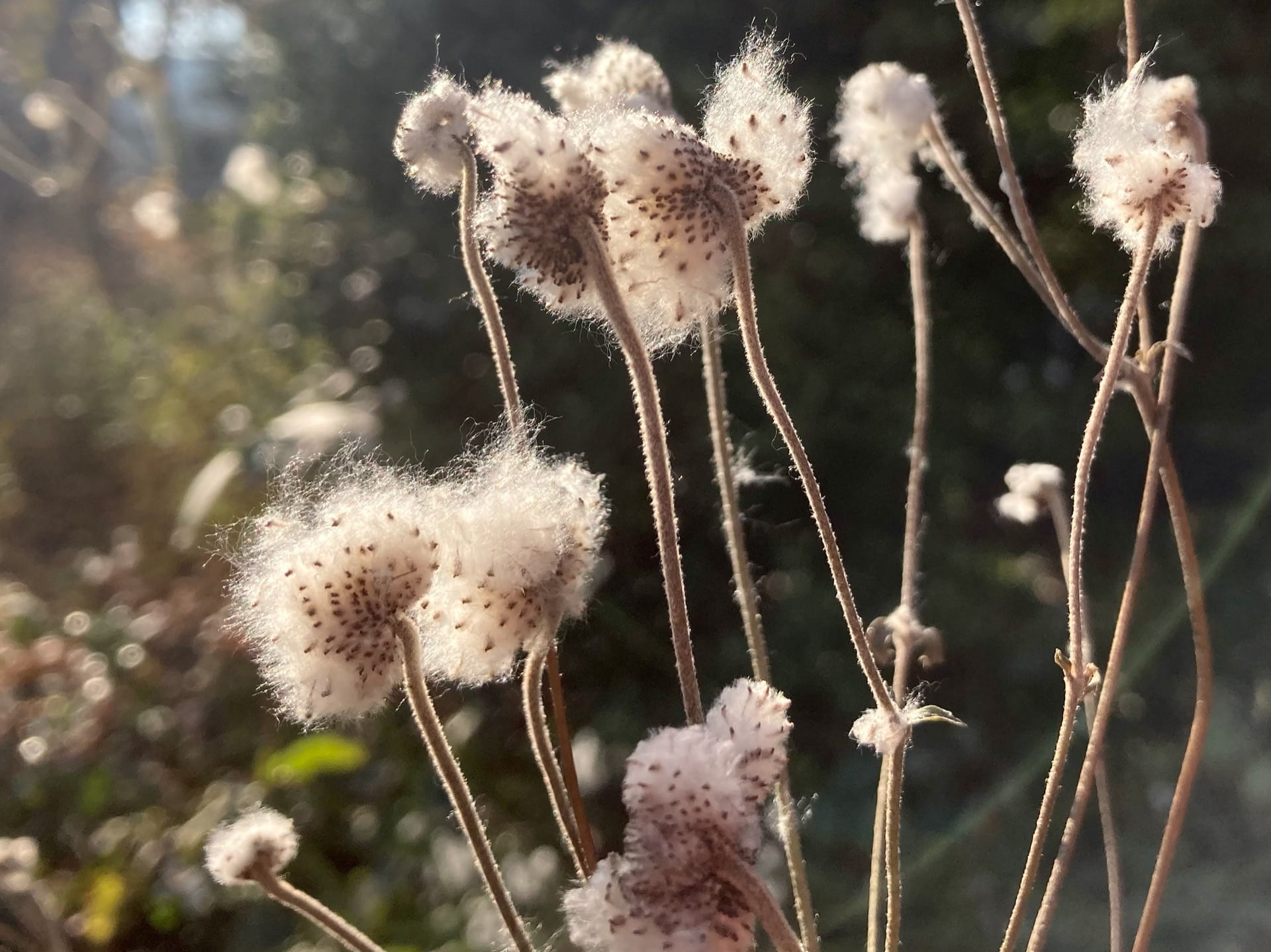 The cotton-like seed heads of Japanese anemones, Eriocapitella hupehensis, catch light from the winter sun.