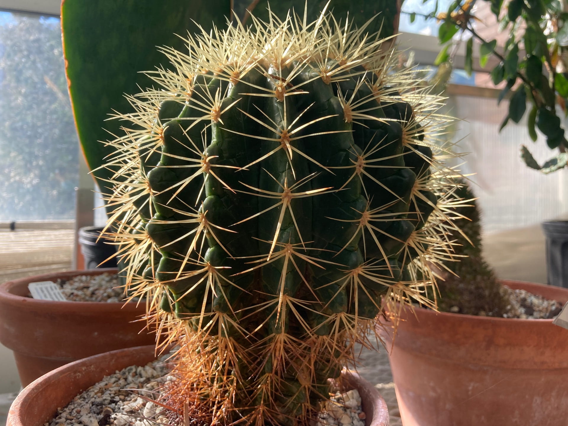 Many cacti and succulents have adapted to have fleshy leaves and stems as a way to store water.