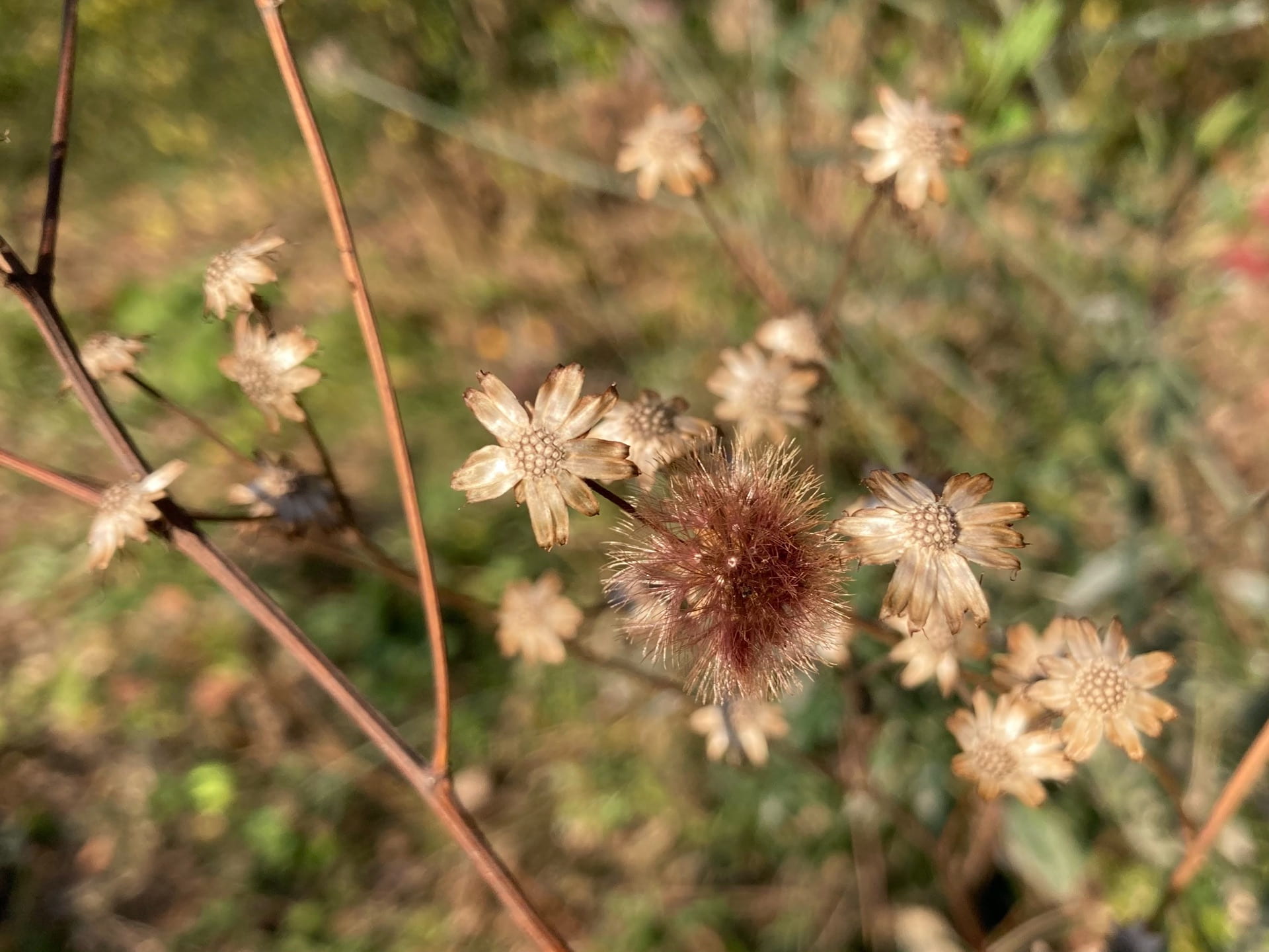 The seed heads of Vernonia noveboracensis look like small brown flowers.