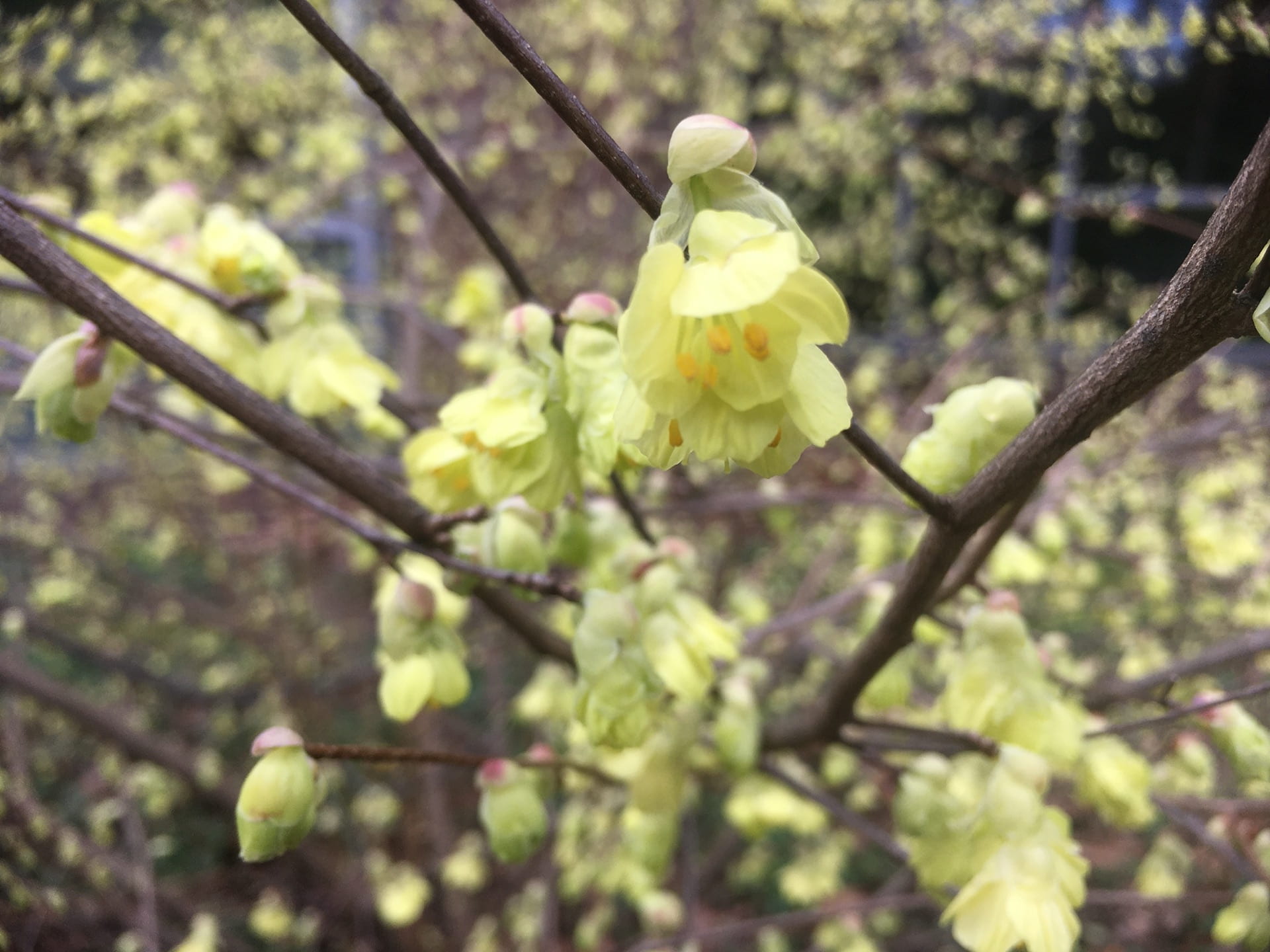 An up close view of the graceful Corylopsis flowers.