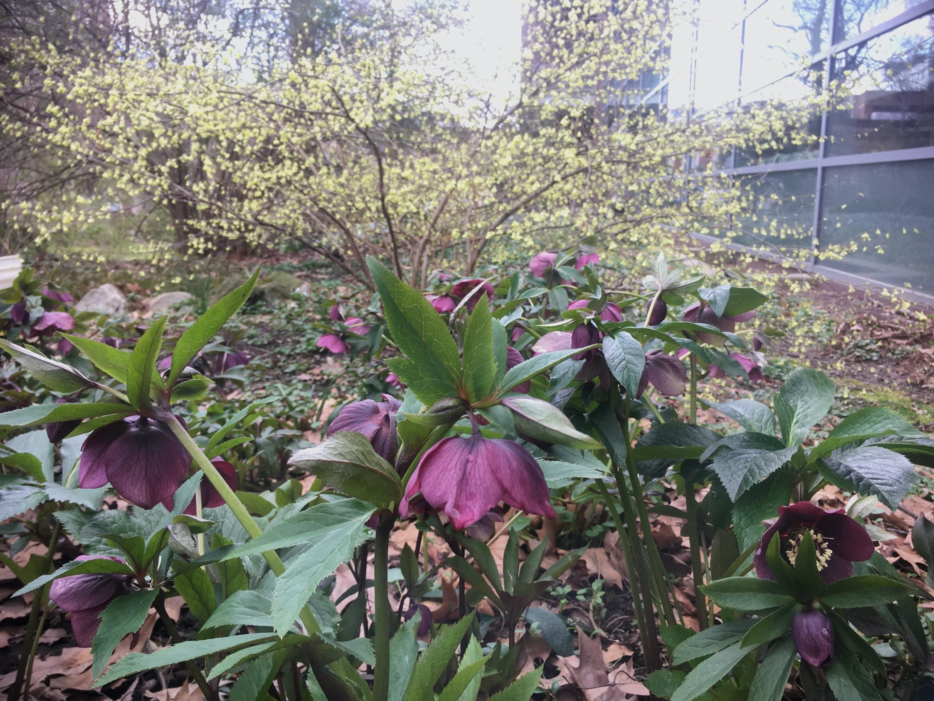 Helleborus x orientalis blooms in front of a glittering backdrop of Corylopsis spicata.