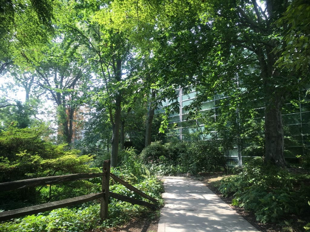 Mature trees provide welcome dappled shade along the Stone Path.