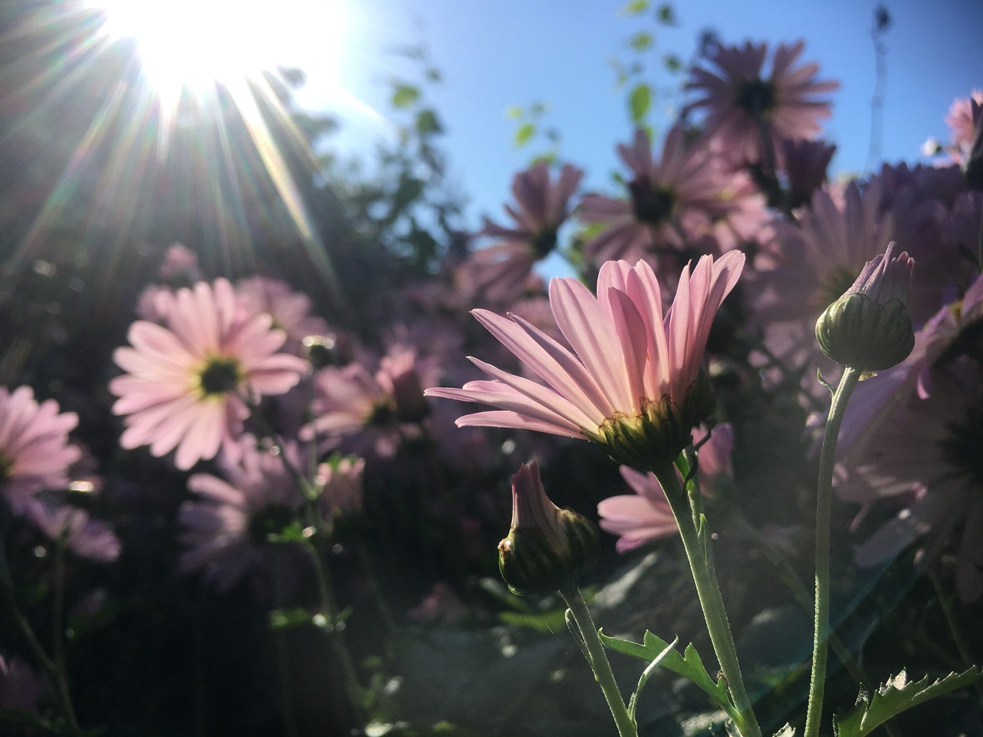 Chrysanthemum x rubellum 'Clara Curtis' reaches for the sunlight.